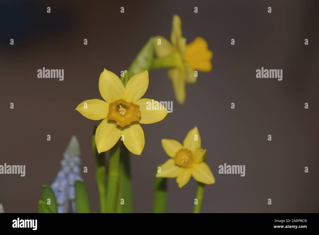 Narzisse Frühlingsblume Nahansicht, Wilddaffodil oder lieh Lilie erste Frühlingsgrüße Stockfoto