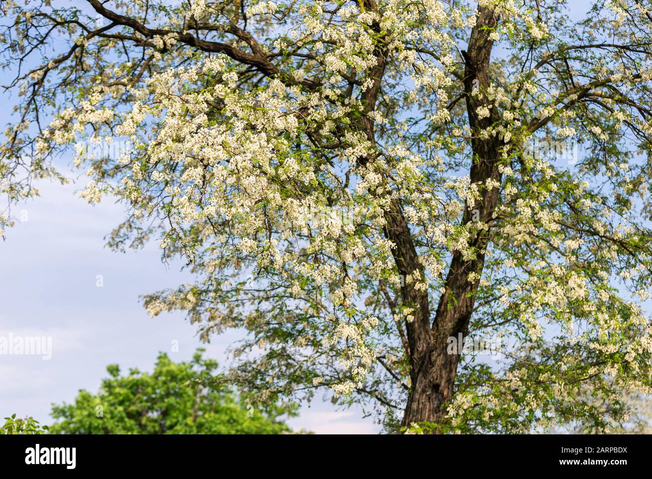Weißer blühender Baum am Frühlingstag Stockfoto