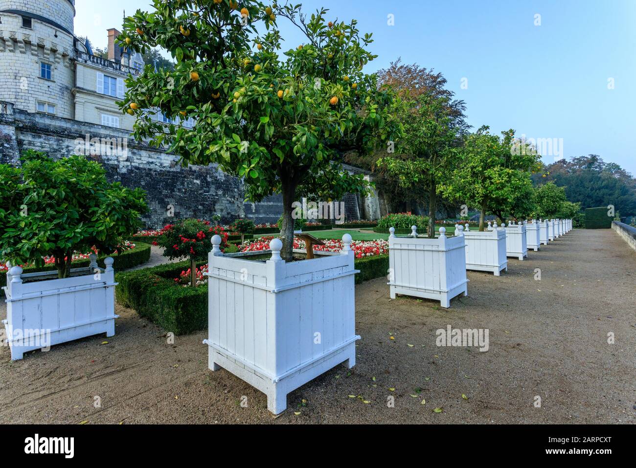 Frankreich, Indre et Loire-Tal, das von der UNESCO zum Weltkulturerbe erklärt wurde, Rigny Usse, Gärten Chateau d'Usse, Töpfe mit Zitrusfrüchten im Oktober auf der Uppe Stockfoto