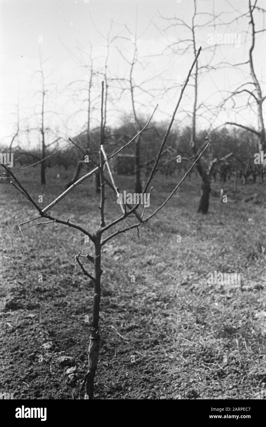Verschiedene Arten Datum: Undatierte Stichwörter: Obstbäume Stockfoto
