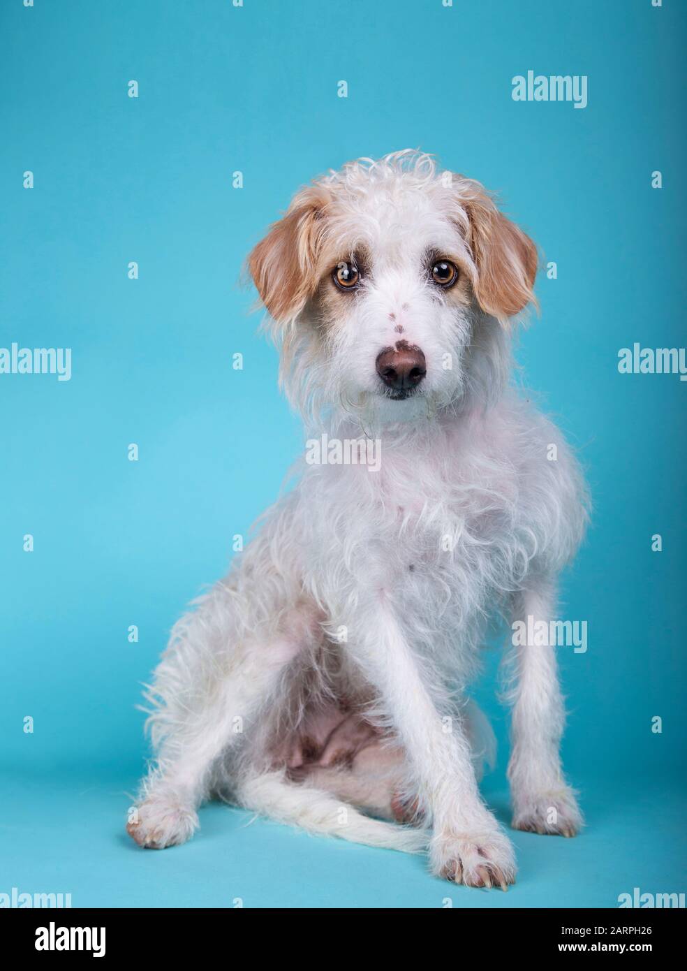 Schöner Hund mit gemischter Rasse auf blauem Hintergrund und Blick auf die Kamera Stockfoto