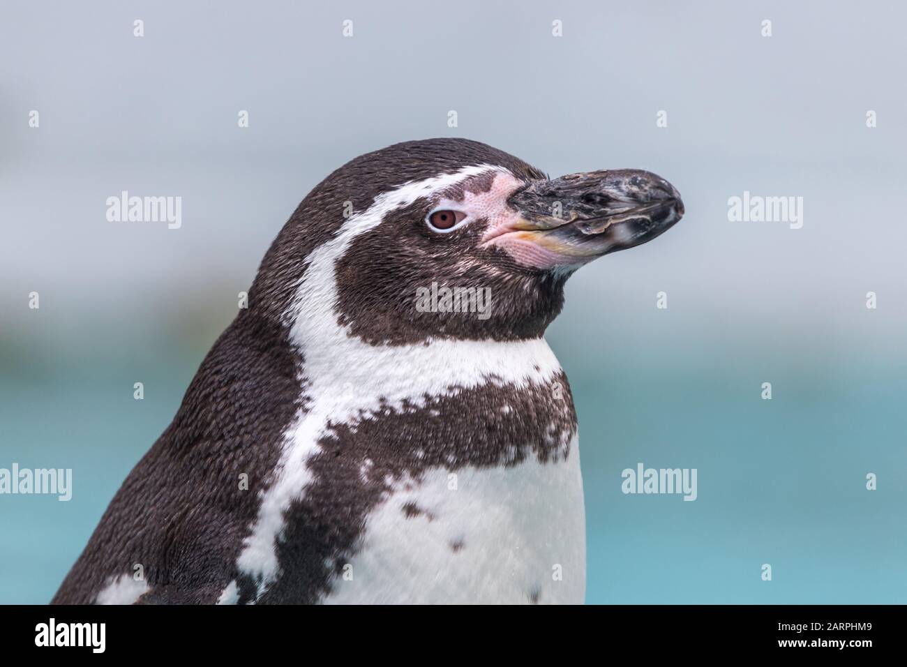Kleiner Pinguin im Winter Stockfoto