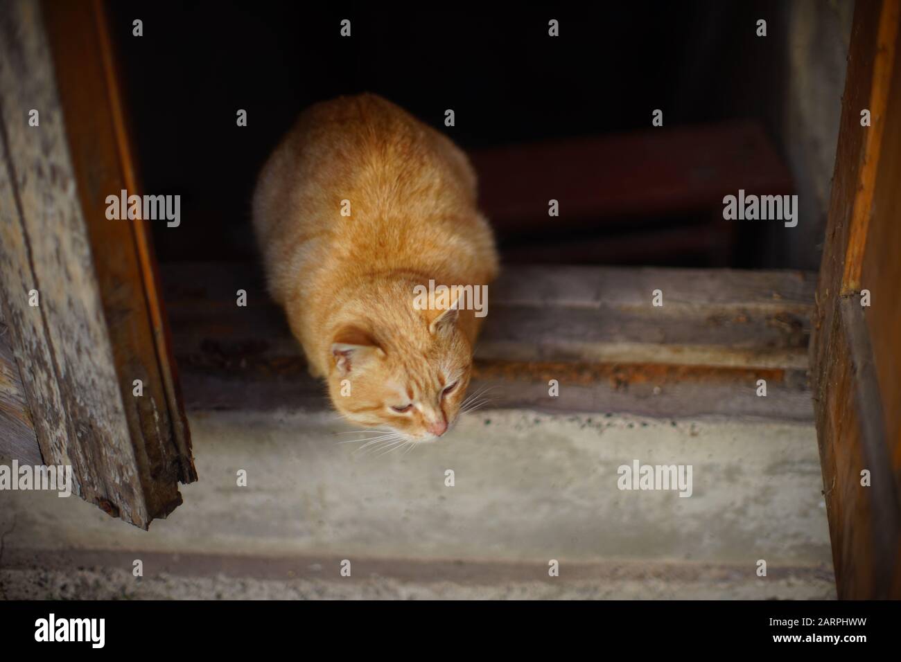 Rote Katze, die an der Schwelle einer alten Scheune sitzt und die Türen offen sind. Stockfoto