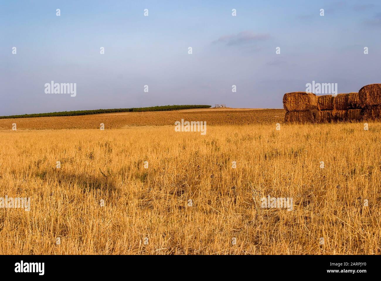 Schöner Blick auf das Weizenfeld und den blauen Himmel auf dem Land. Anbau von Getreide. Landwirtschaft und Landwirtschaft. Agroindustrie. Stockfoto