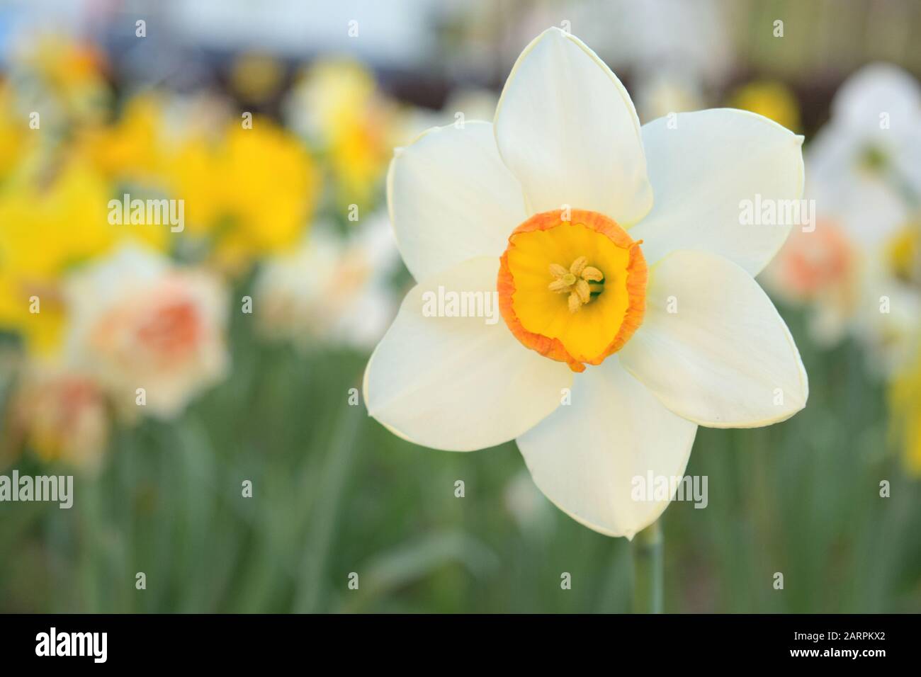 Weiß-gelbes Daffodil in einer Gruppe Stockfoto