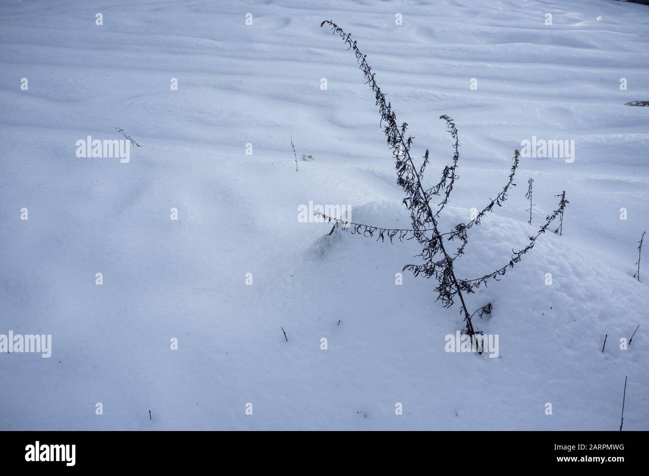 Im Winter im Hinterhof aus Schnee stochern Stockfoto