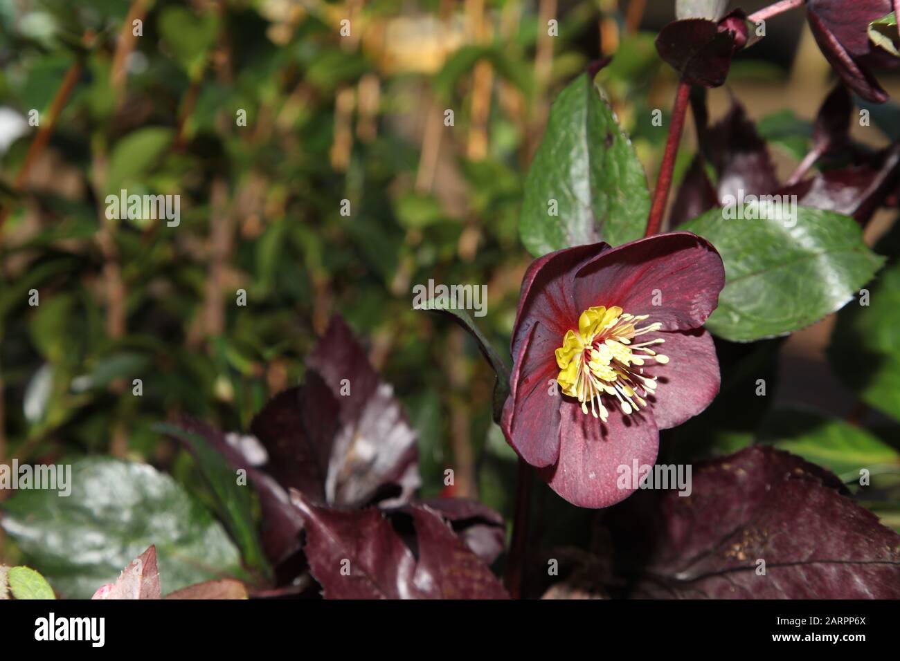 Hellebore HGC Ice 'n Roses Red 'Brunello', Helleborus HGC INR, Helleborus x Glandorfensis, Hellbore (Helleborus Gold Collection) Stockfoto