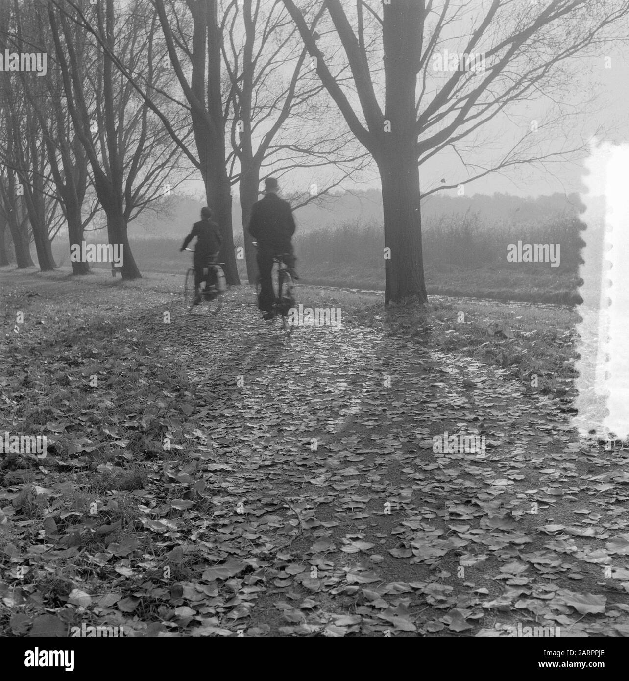 Herbstbilder Amsterdam. Amsterdamer Wald. Radfahrer Datum: 3. November 1955 Ort: Amsterdam, Noord-Holland Schlagwörter: Radfahrer, Herbst, Stadtbilder Stockfoto