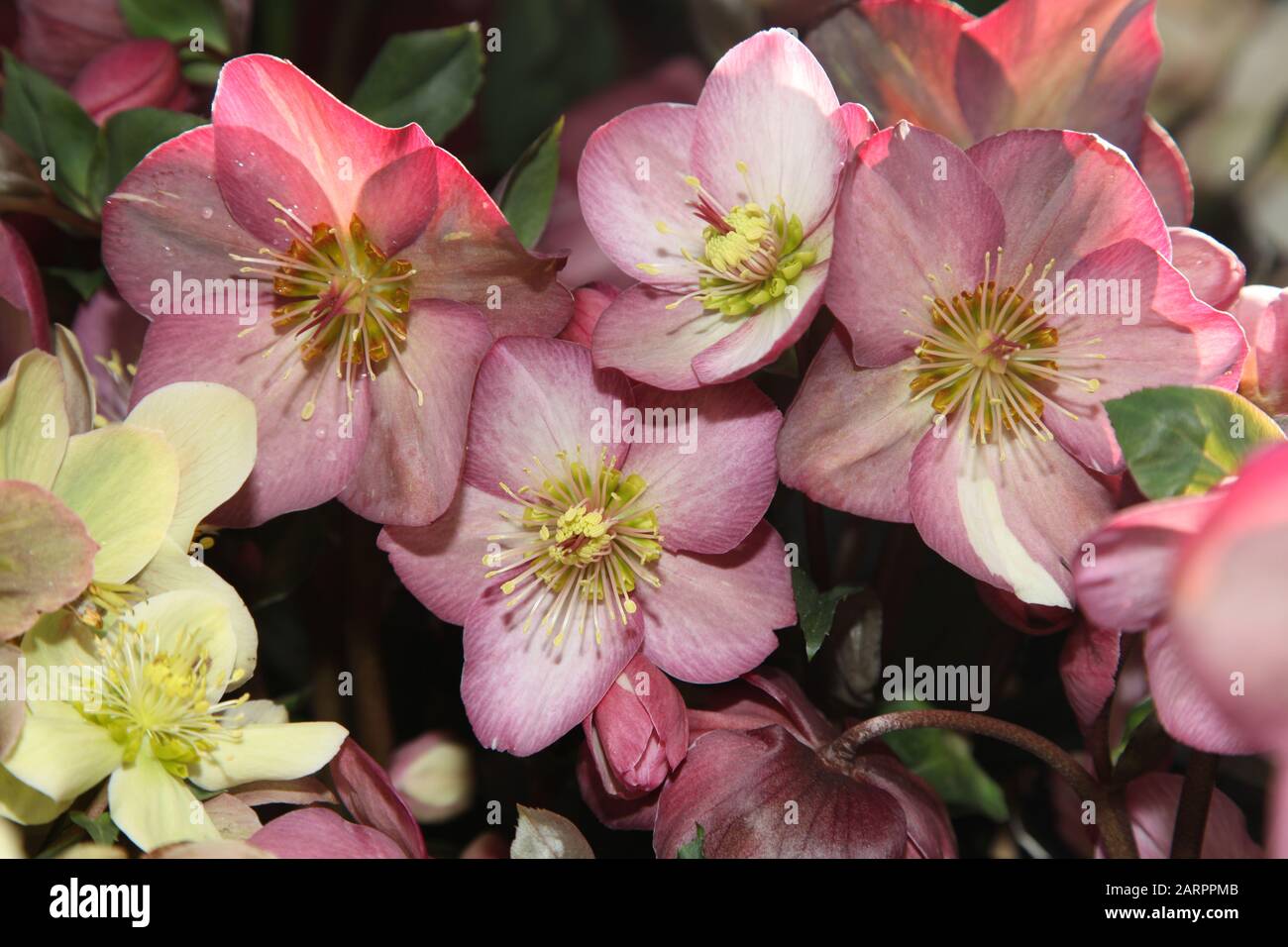 Helleborus x Glandorfensis, Hellebore INR (Ice 'n Roses) 'Rose', HGC (Helleborus Gold Collection) Stockfoto
