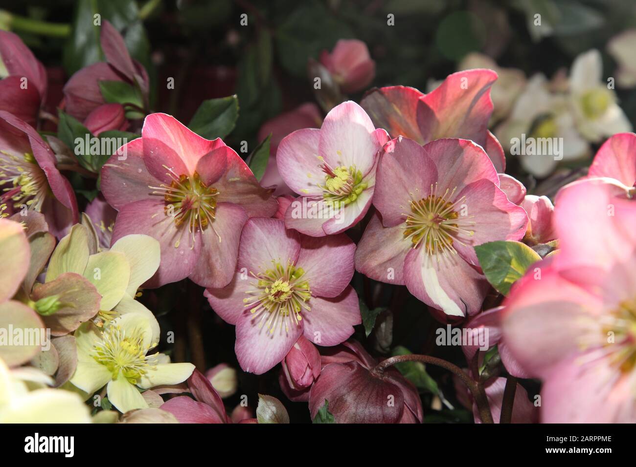 Helleborus x Glandorfensis, Hellebore INR (Ice 'n Roses) 'Rose', HGC (Helleborus Gold Collection) Stockfoto