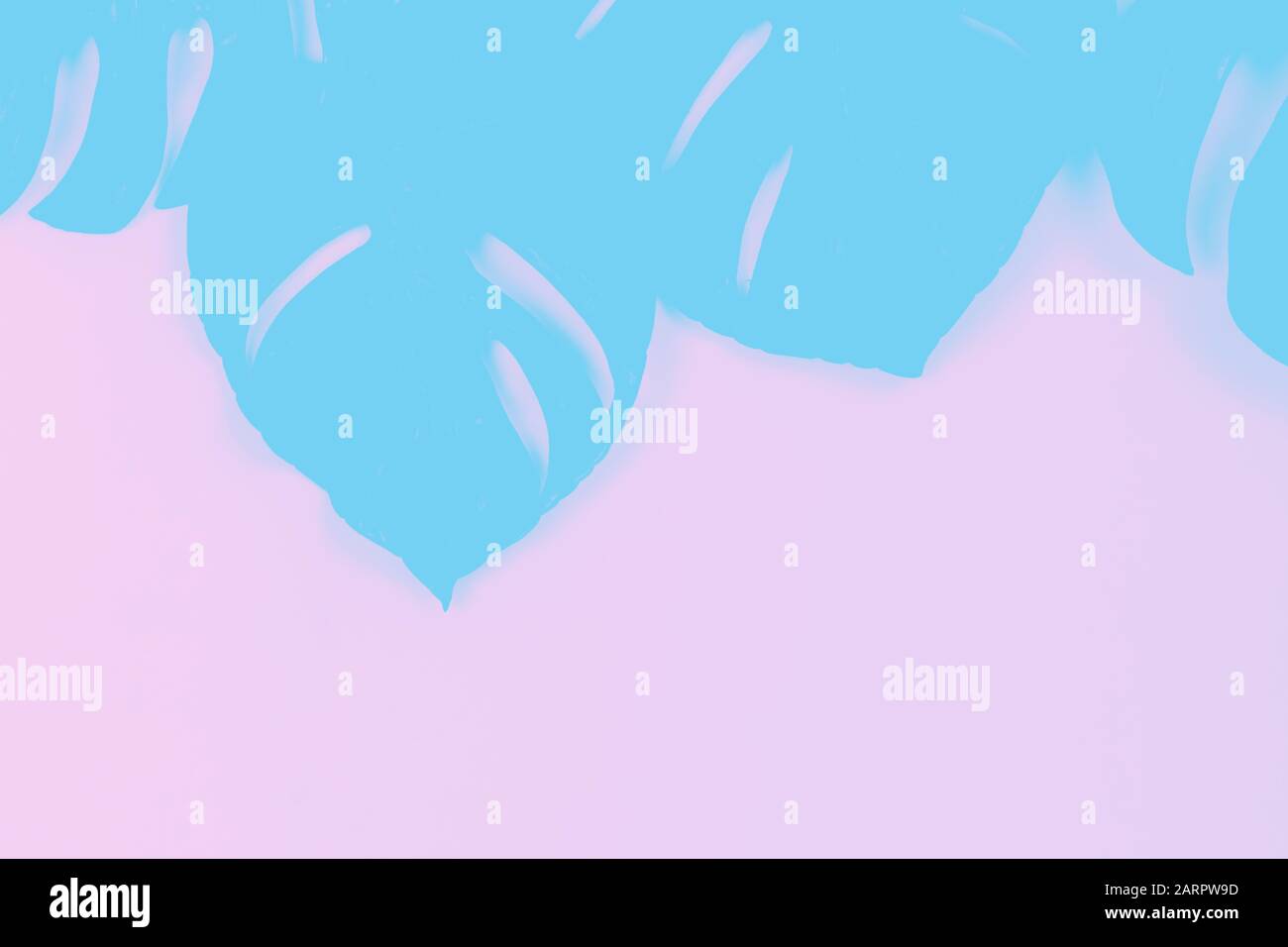 Schatten der monstera Blätter in blau und rosa Farben. Hintergrund. Stockfoto