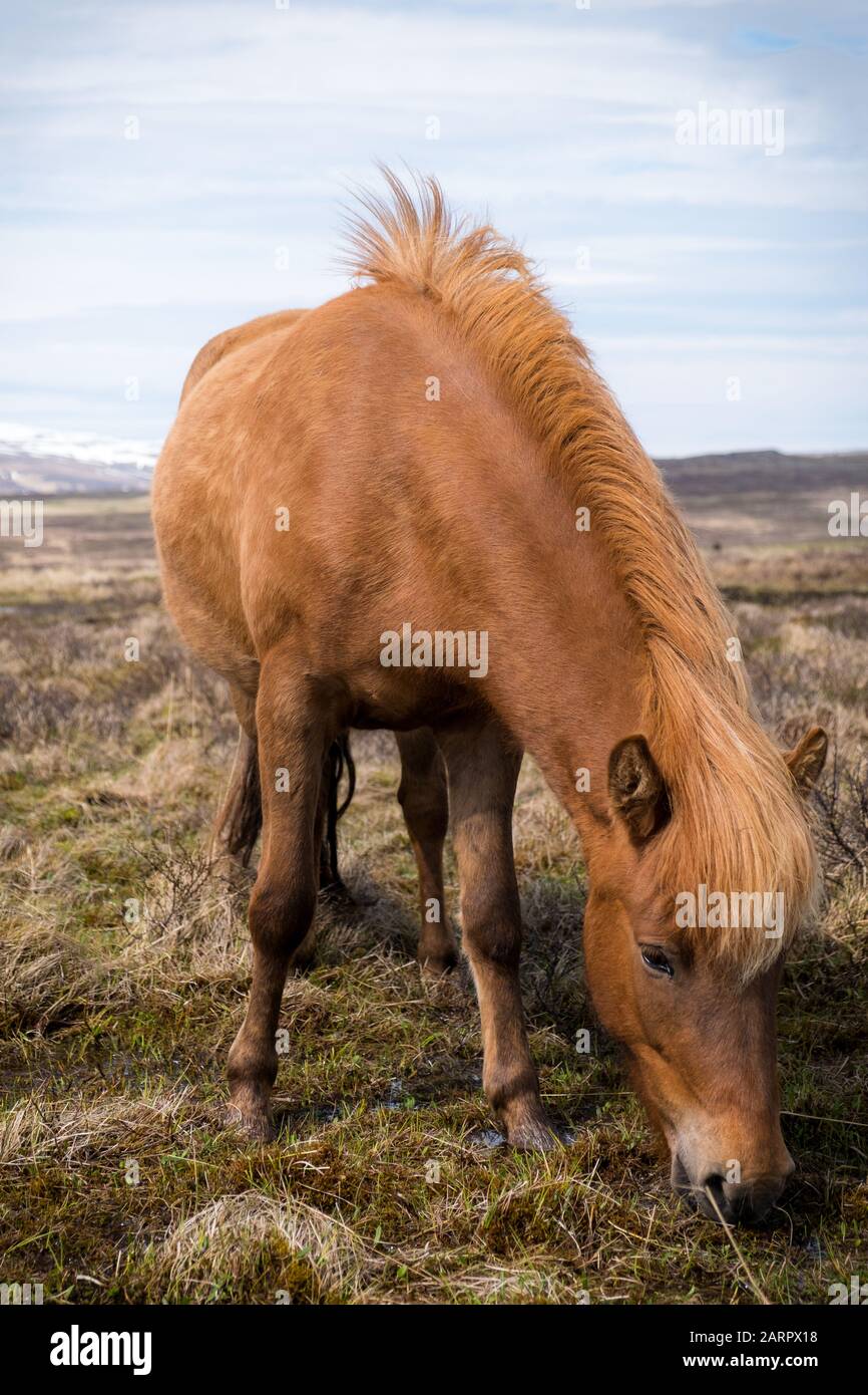 Ein Pferd weidet auf einer offenen Weide in Island Stockfoto