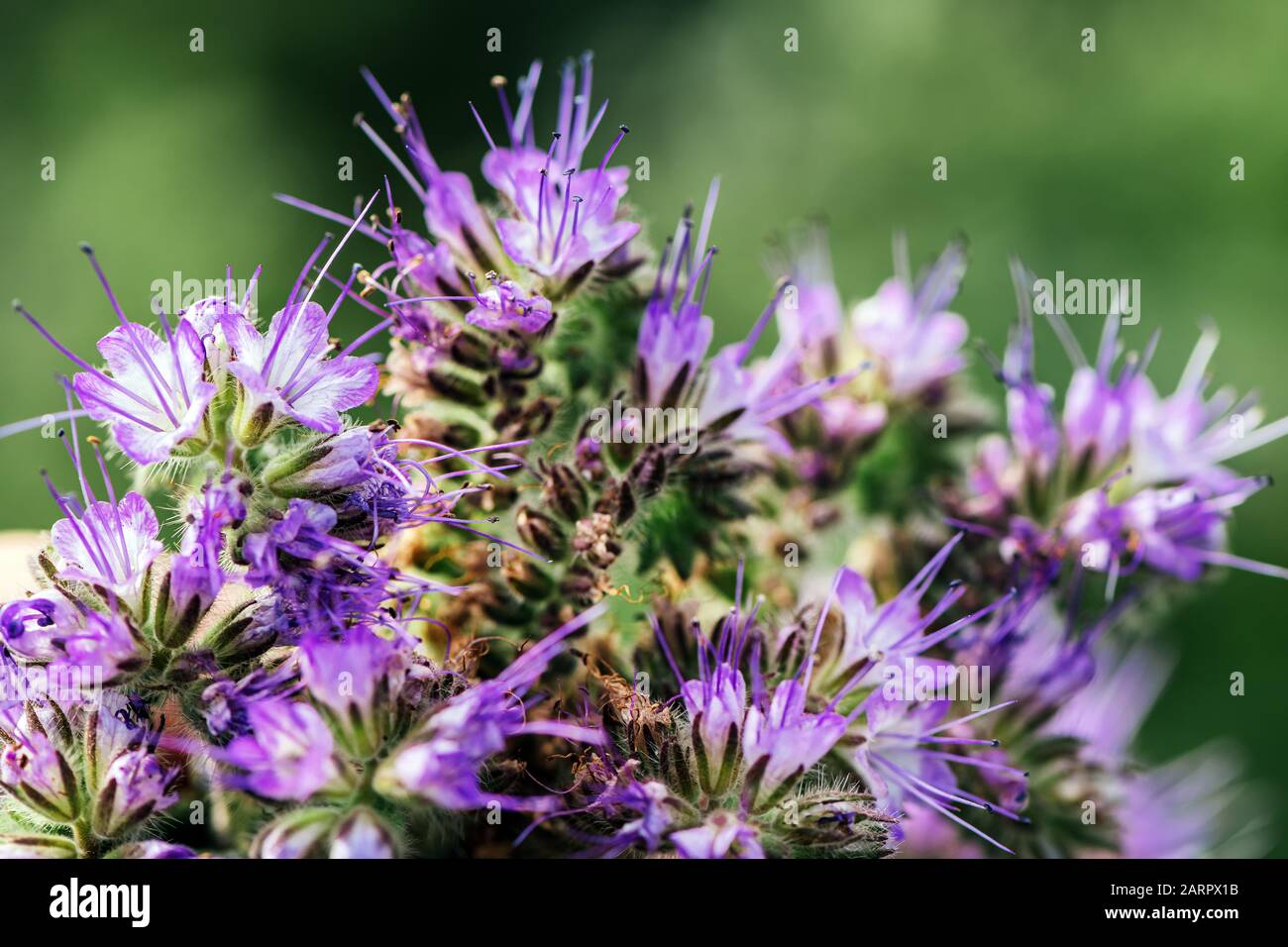 Lacy phacelia Phacelia tanacetifolia oder Blume im Feld. Diese Pflanze ist als eine Decke crop und Biene Lockstoff gewachsen. Selektive konzentrieren. Stockfoto