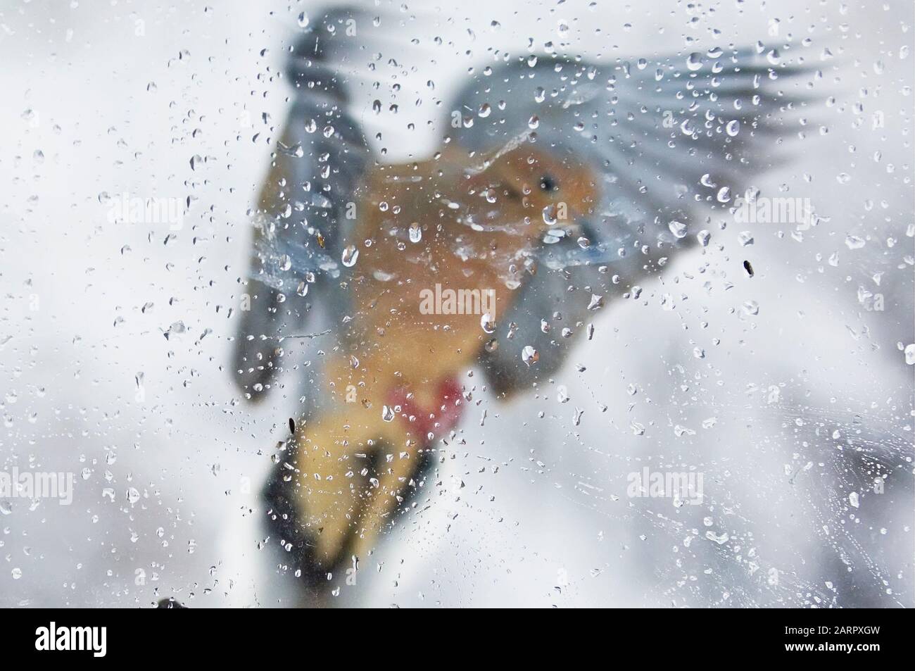 Gewolltes Bewegungsbild einer Trauertaube, die vor einem Fenster mit Kondensationströpfchen schwand Stockfoto