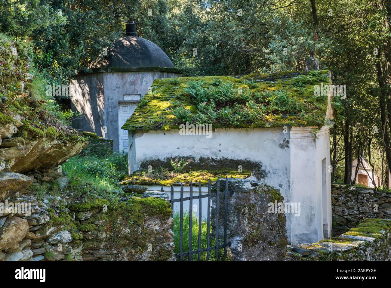 Fern und Moos wachsen auf dem Dach des Grabes auf dem Friedhof in Dorf Canari, Cap Corse, Haute Corse, Korsika, Frankreich Stockfoto