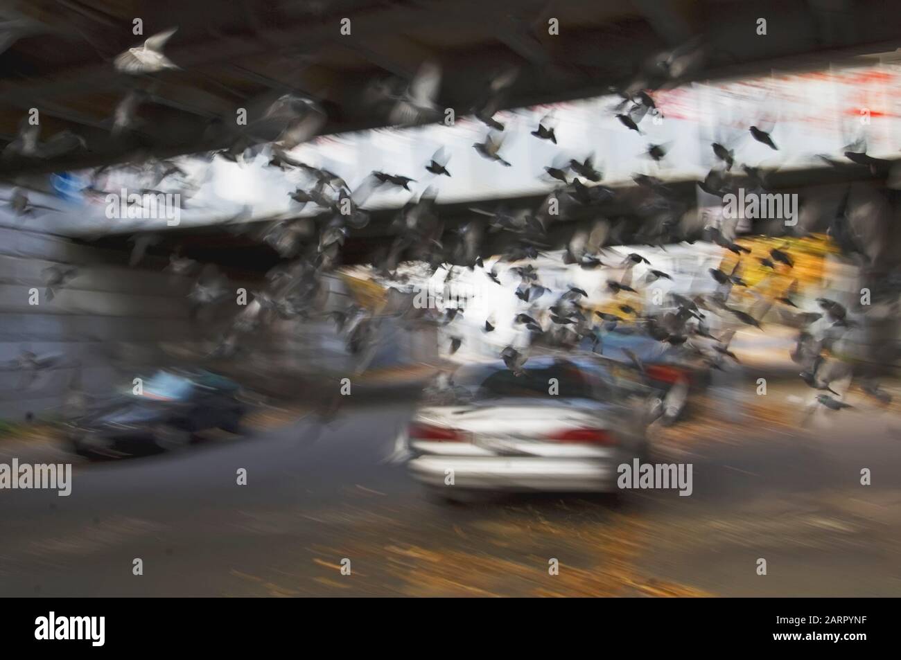 Absichtliche Verwacklung der städtischen Straßenszene mit Feraltauben Stockfoto