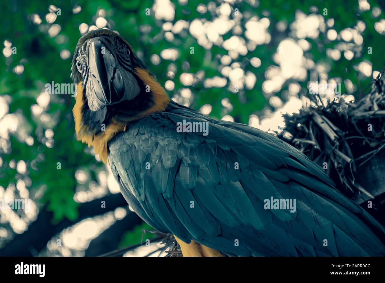 Blauer und gelber Makaw-Papagei außen. Stockfoto