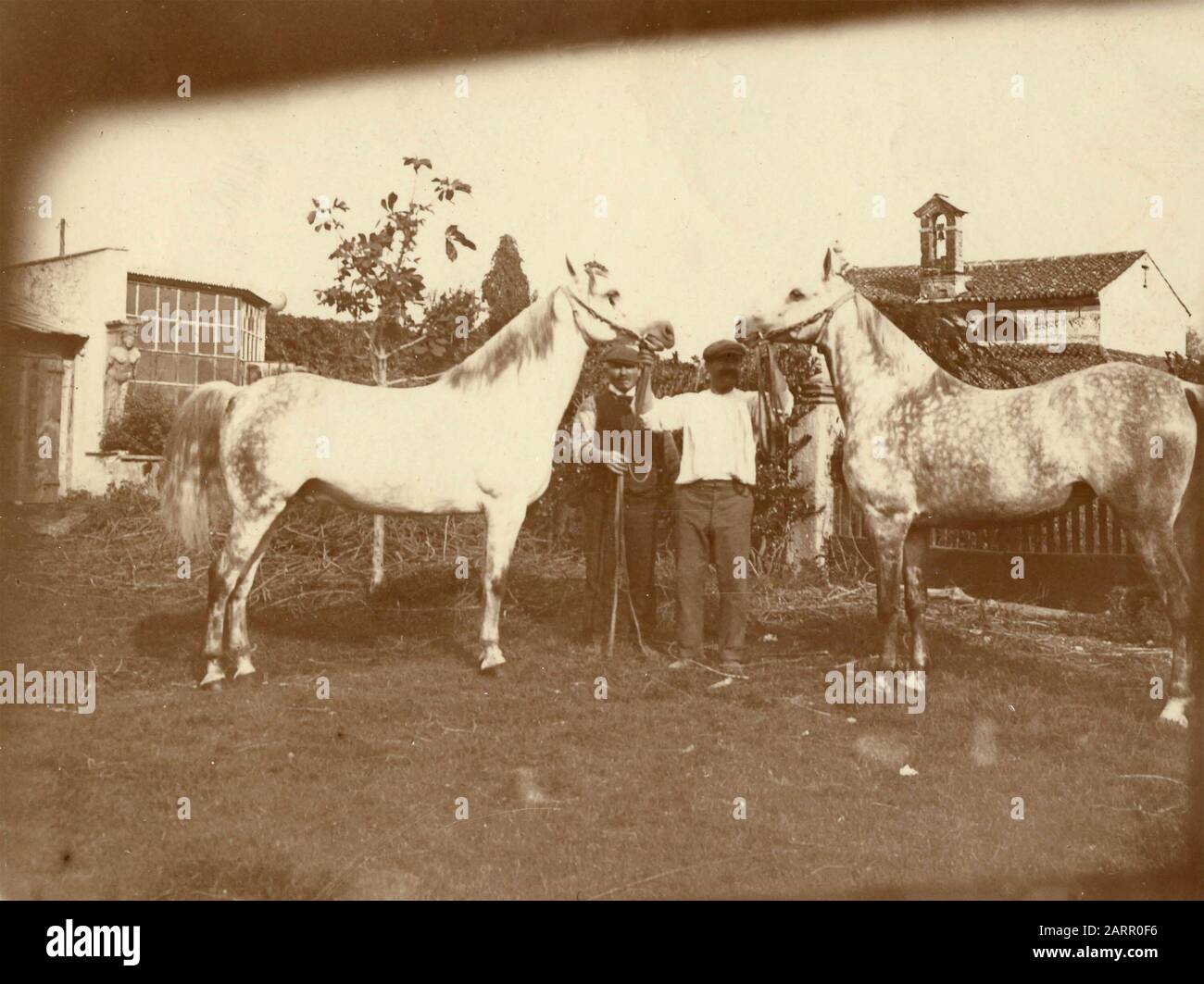 Bauern, die ein paar weiße Pferde zeigen, Italien 1910er Stockfoto