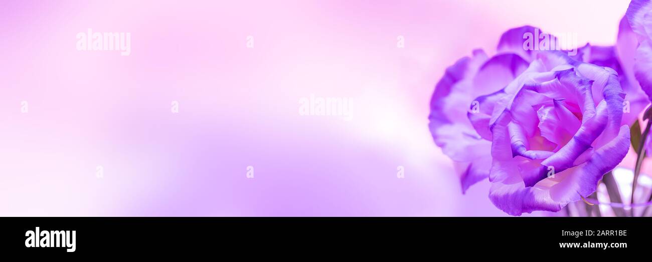 Makroaufnahme von strahlenden violetten Rosenblüten, Panoramaansicht, Banner. Stockfoto