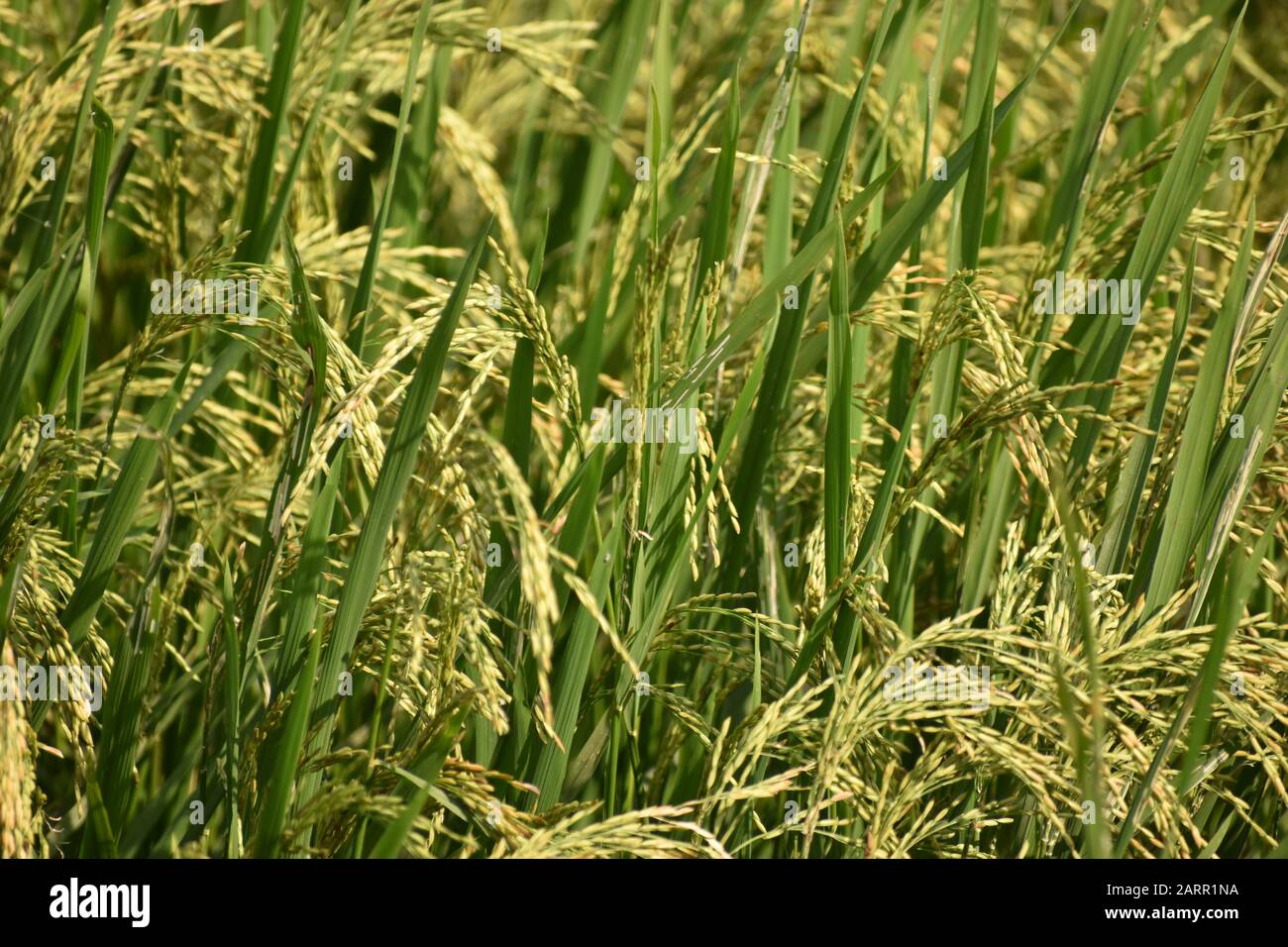 Frische und grüne Paddy-Landwirtschaft und -Anbau, Reisanbau in indien Goldene Spitze im Maisfeld, Wunderschönes grünes Reisfeld Stockfoto