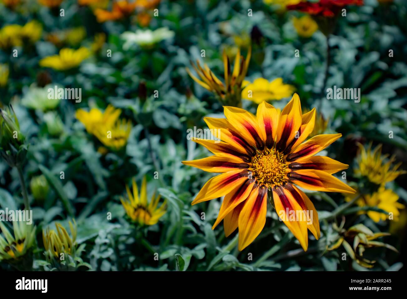Gelbe und rote Gazania blühen auf der Pflanze. Familie Daisy, die im südlichen Afrika beheimatet ist. Stockfoto