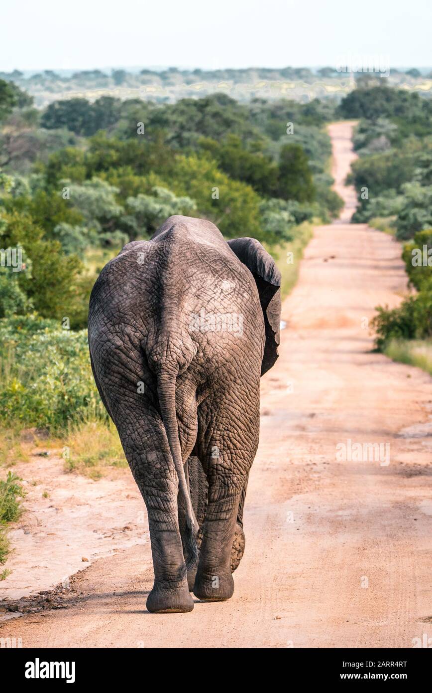 Elephant geht eine Straße im Kruger National Park Südafrika hinunter Stockfoto