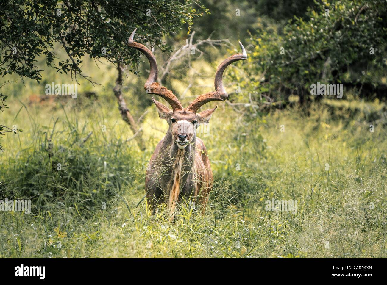 Kudu steht auf hohem Gras in der schönen Wildnis des südafrikanischen Krüger-Nationalparks Stockfoto