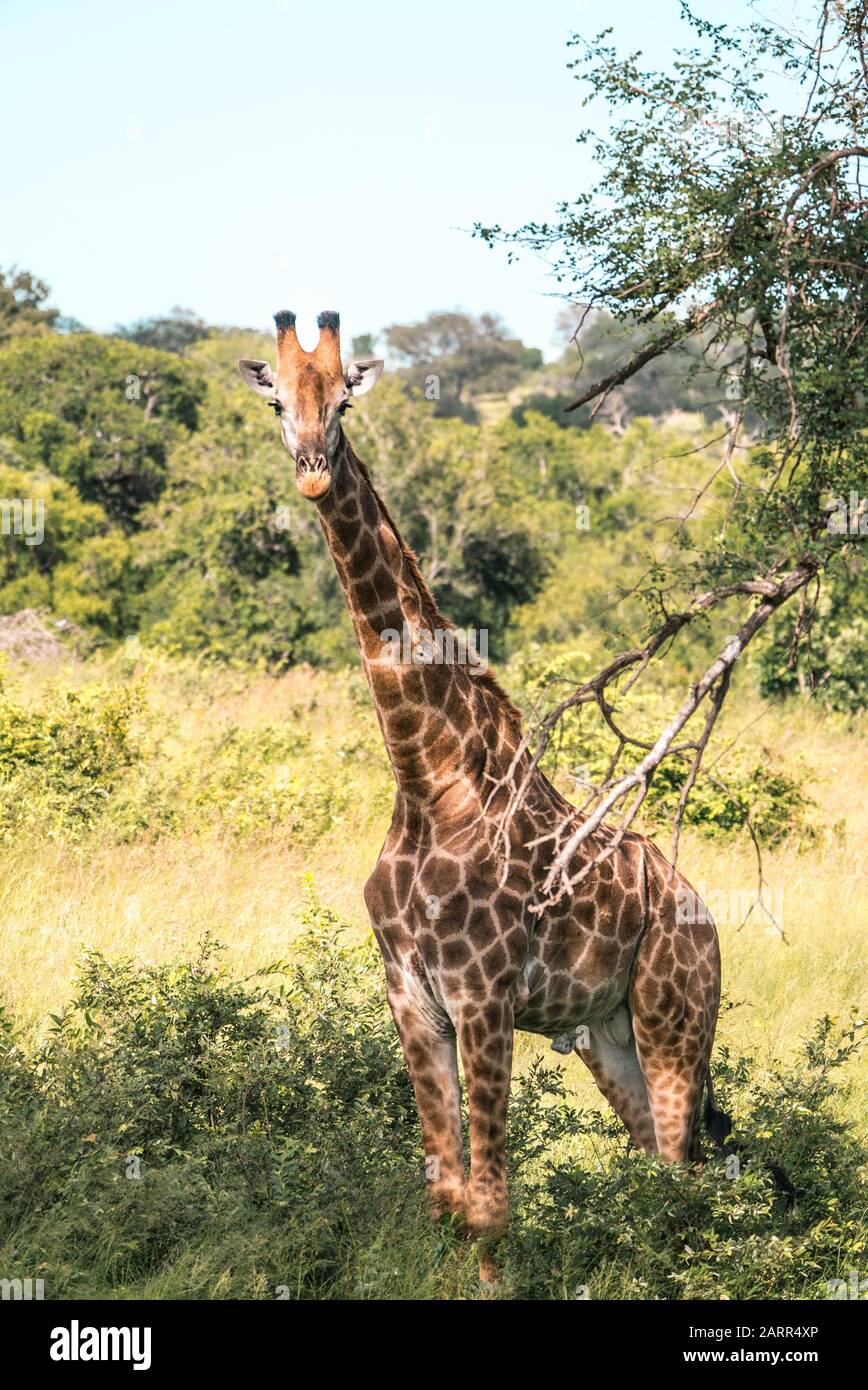 Riesige Giraffe inmitten der Wildnis Südafrikas. Kruger-Nationalpark Stockfoto