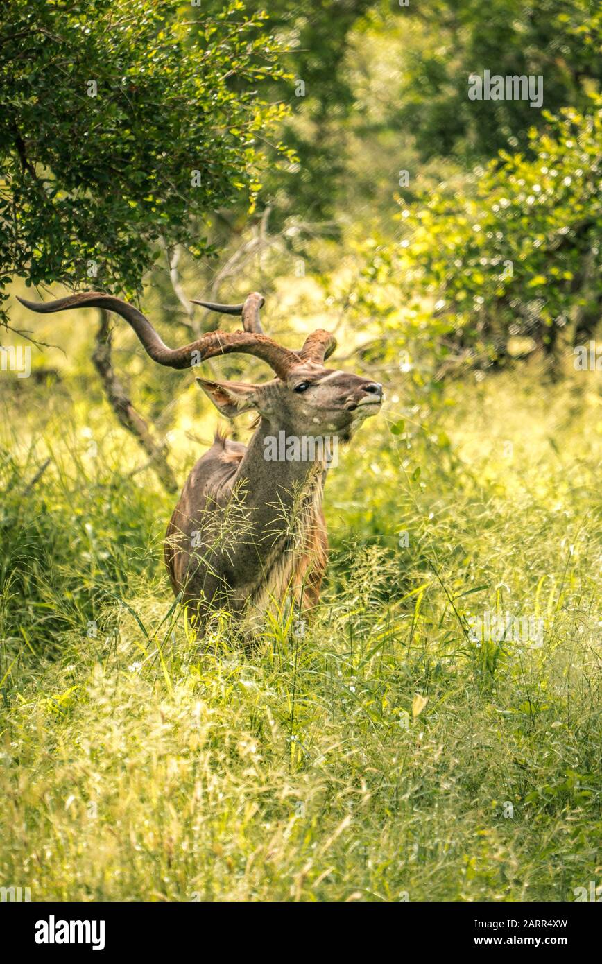 Das schöne Kudu liegt mitten in der Wildnis Südafrikas. Kruger-Nationalpark Stockfoto