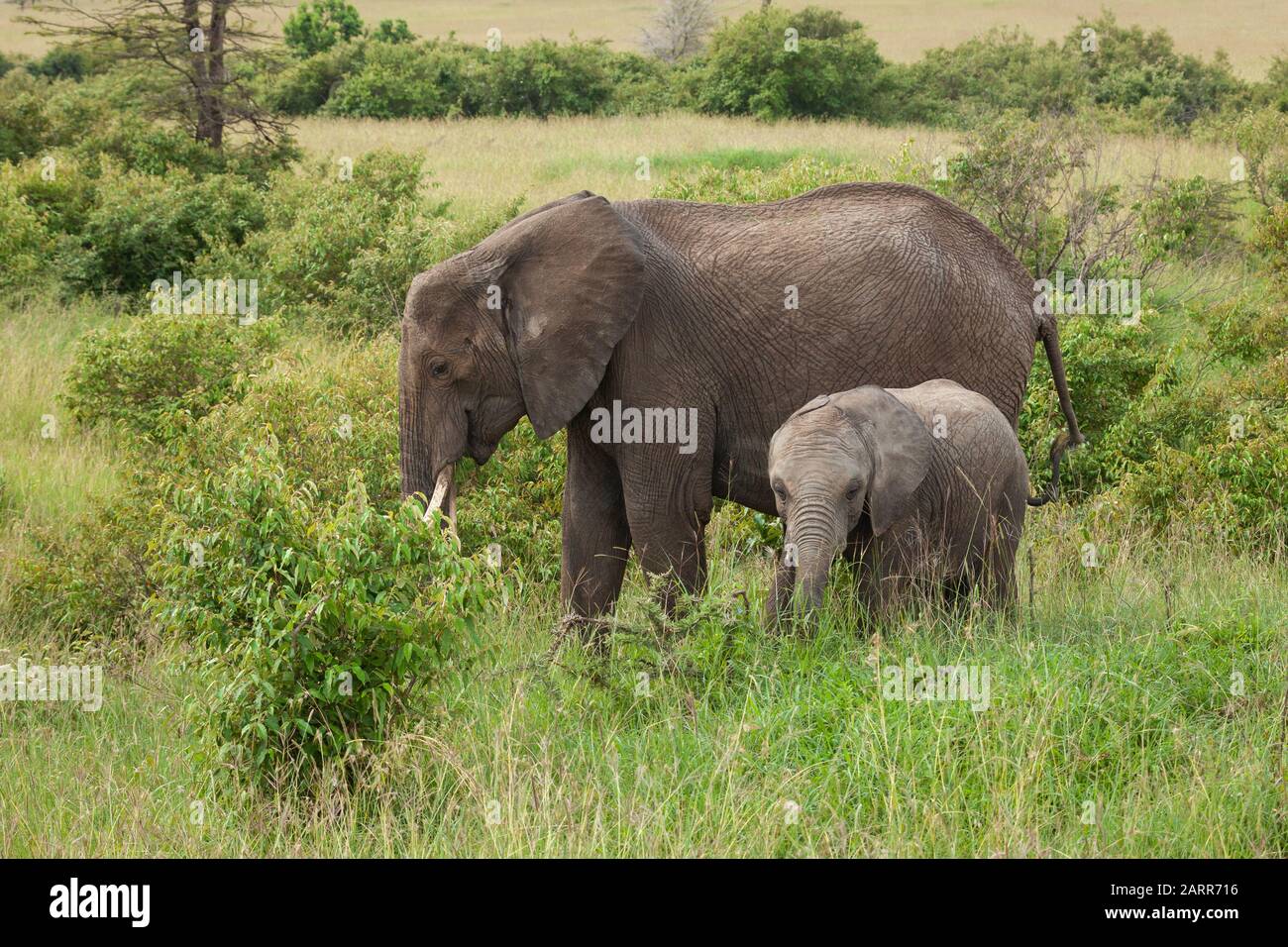 Baby-Elefant auf der Savanne Stockfoto