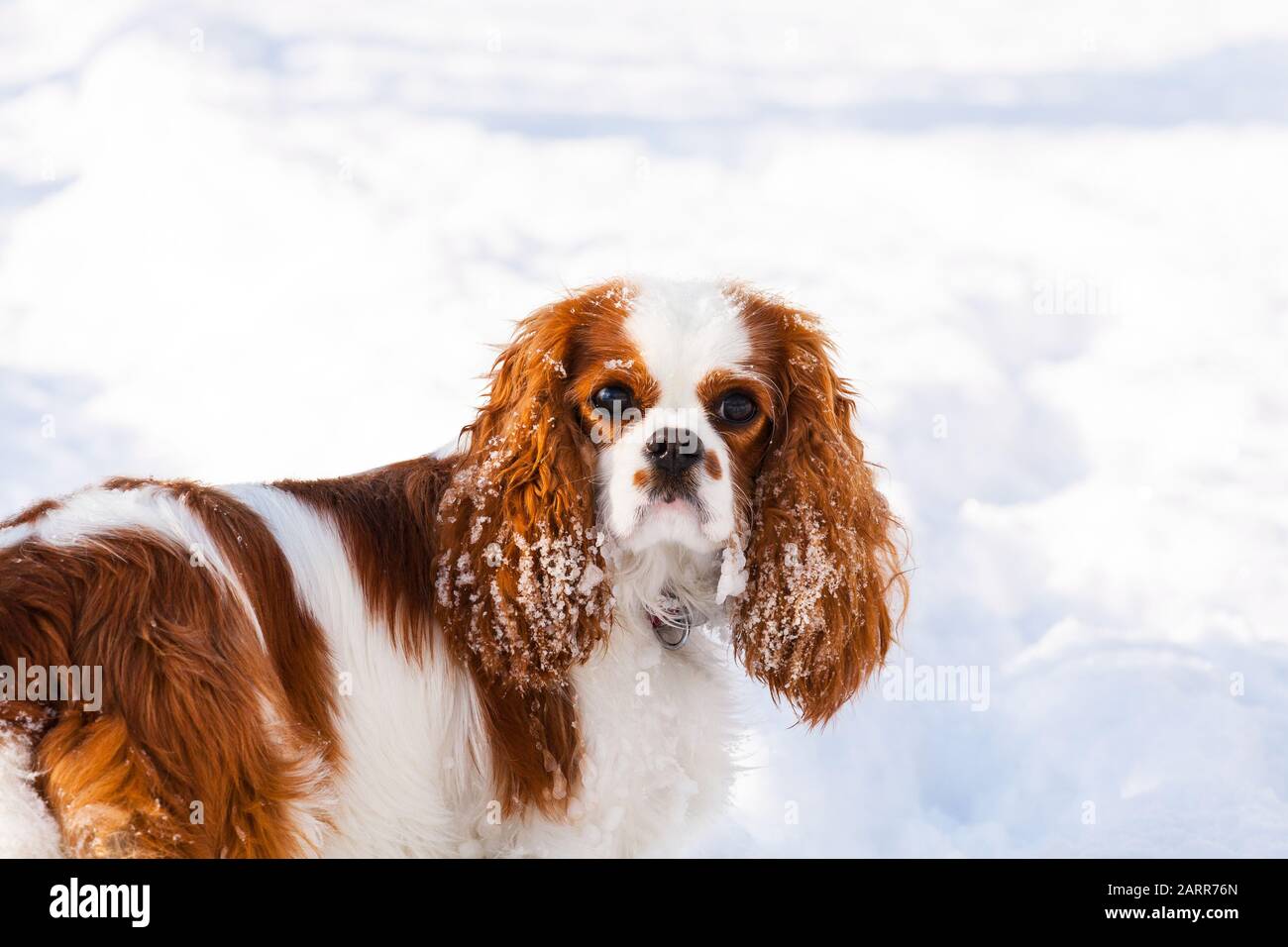 Cavalier King Charles Spaniel Blenheim Stockfoto