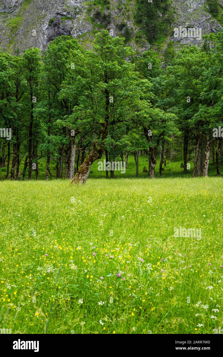 Sommerliche Blumenwiese vor gezarten Ahorn-Bäumen auf dem großen Ahorn-Boden, Österreich, Europa Stockfoto