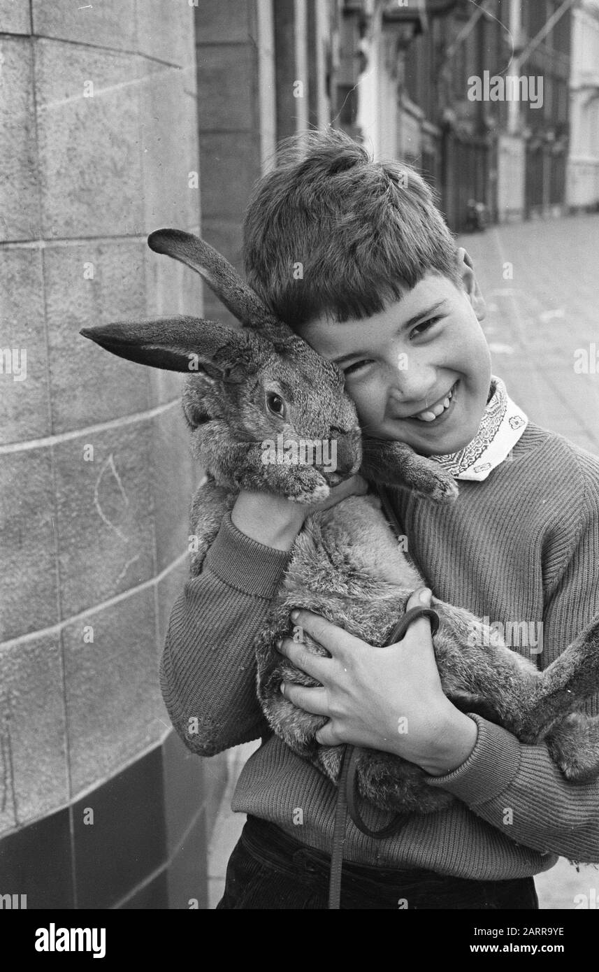 Ronald Melkman mit seinem Nibble (Kaninchen) Datum: 1. August 1962 Personenname: Kaninchen Stockfoto