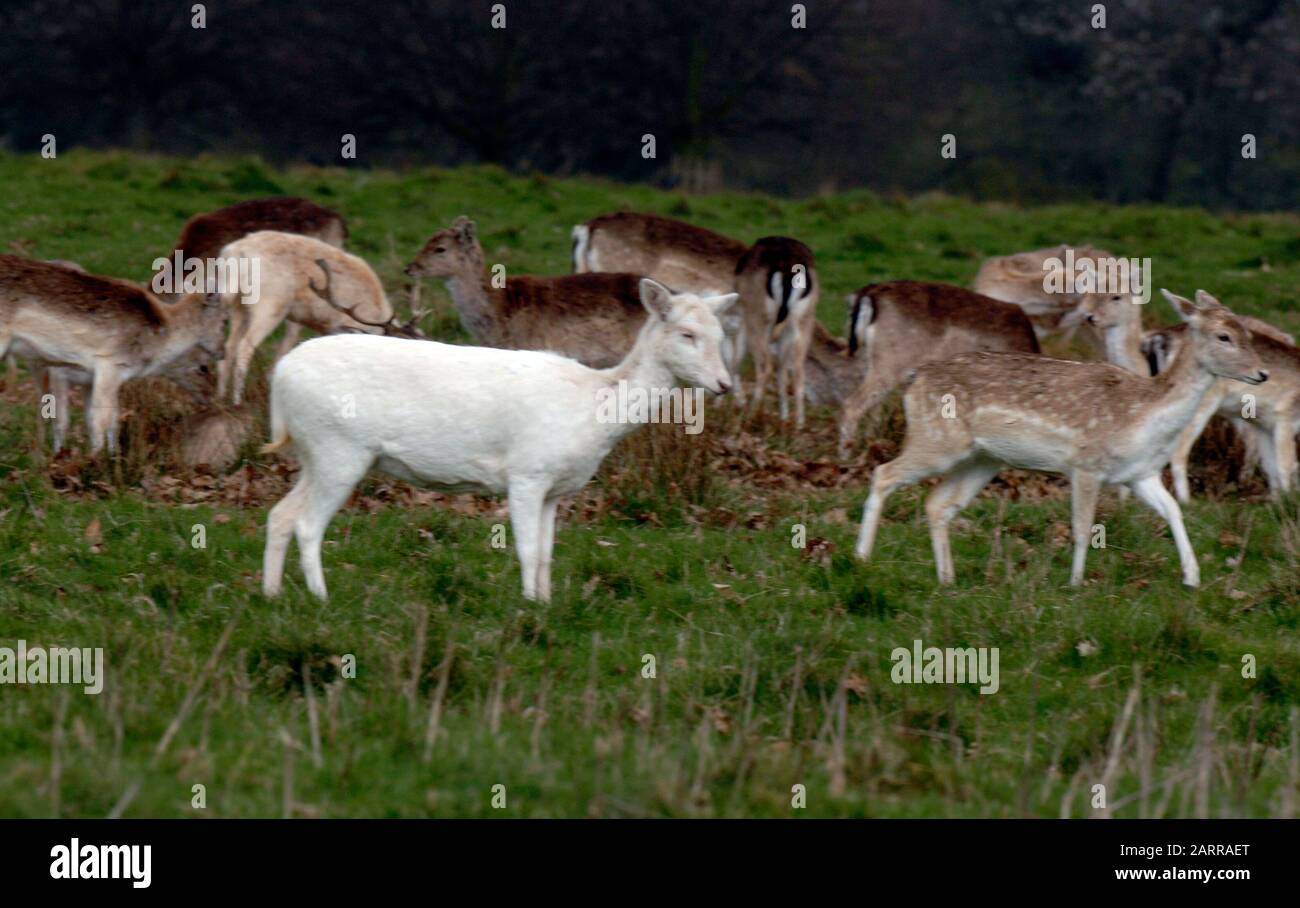 Albino-Hirsche im Richmond Park, West London.Albinismus ist ein angeborener Zustand, der durch das Fehlen von Pigment definiert wird, was zu einem ganz weißen Aussehen und rosafarbenen Augen führt. Stockfoto