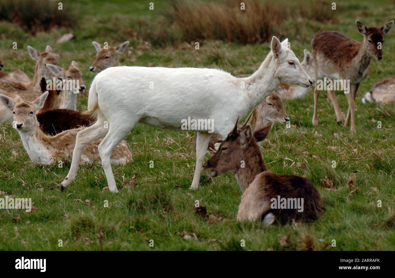 Albino-Hirsche im Richmond Park, West London.Albinismus ist ein angeborener Zustand, der durch das Fehlen von Pigment definiert wird, was zu einem ganz weißen Aussehen und rosafarbenen Augen führt. Stockfoto