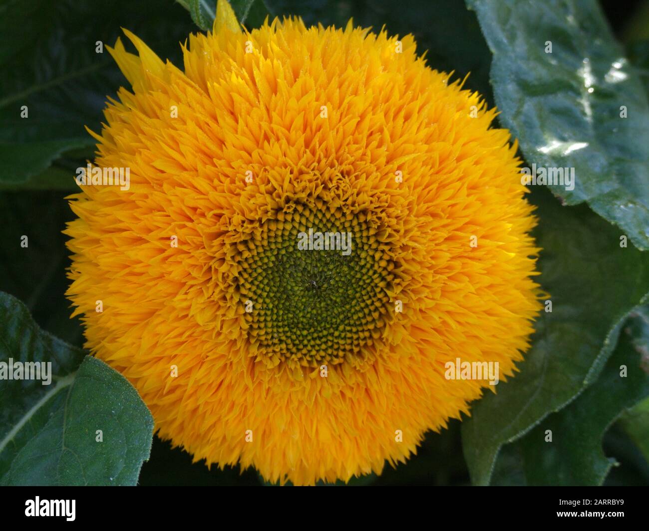 Sonnenblume. Oder Helianthus annuus tubulises. Name Teddybär