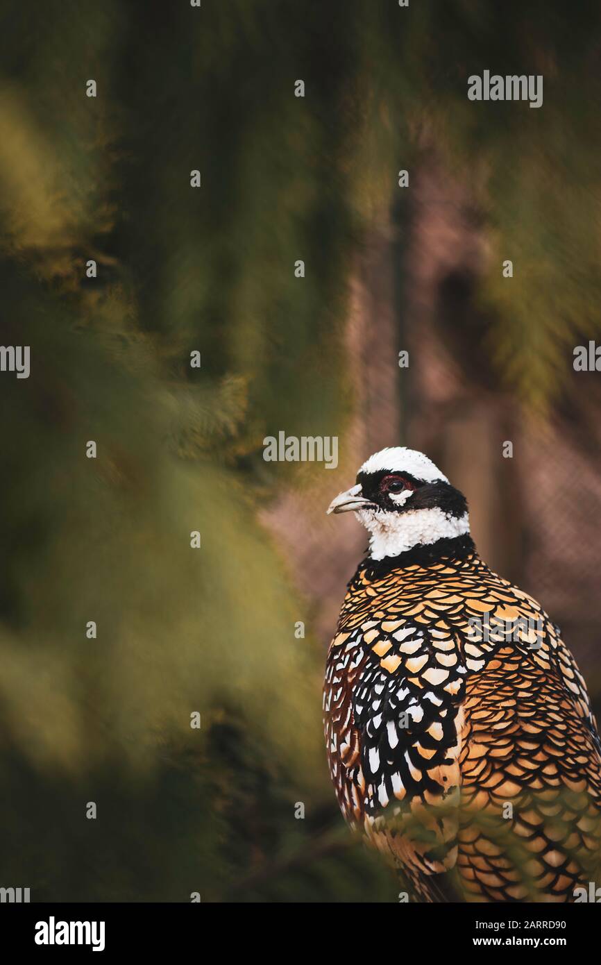 Syrmaticus reevesii, königlicher Fasan, Gold, mit schöner Farbe und grün verschwommener Hintergrundfarbe Stockfoto