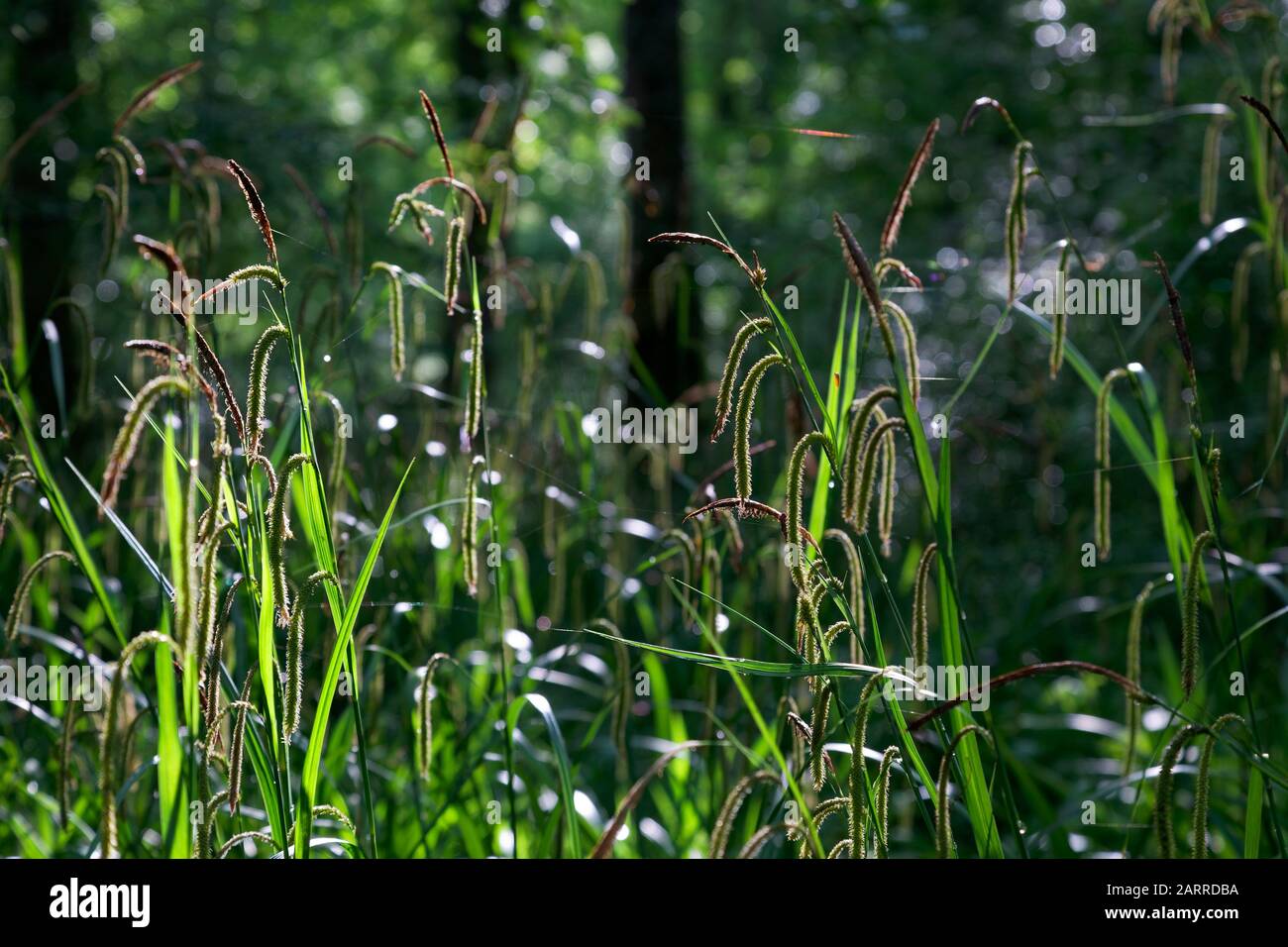 Eiche Wald von Motovun in Istrien, Kroatien Stockfoto