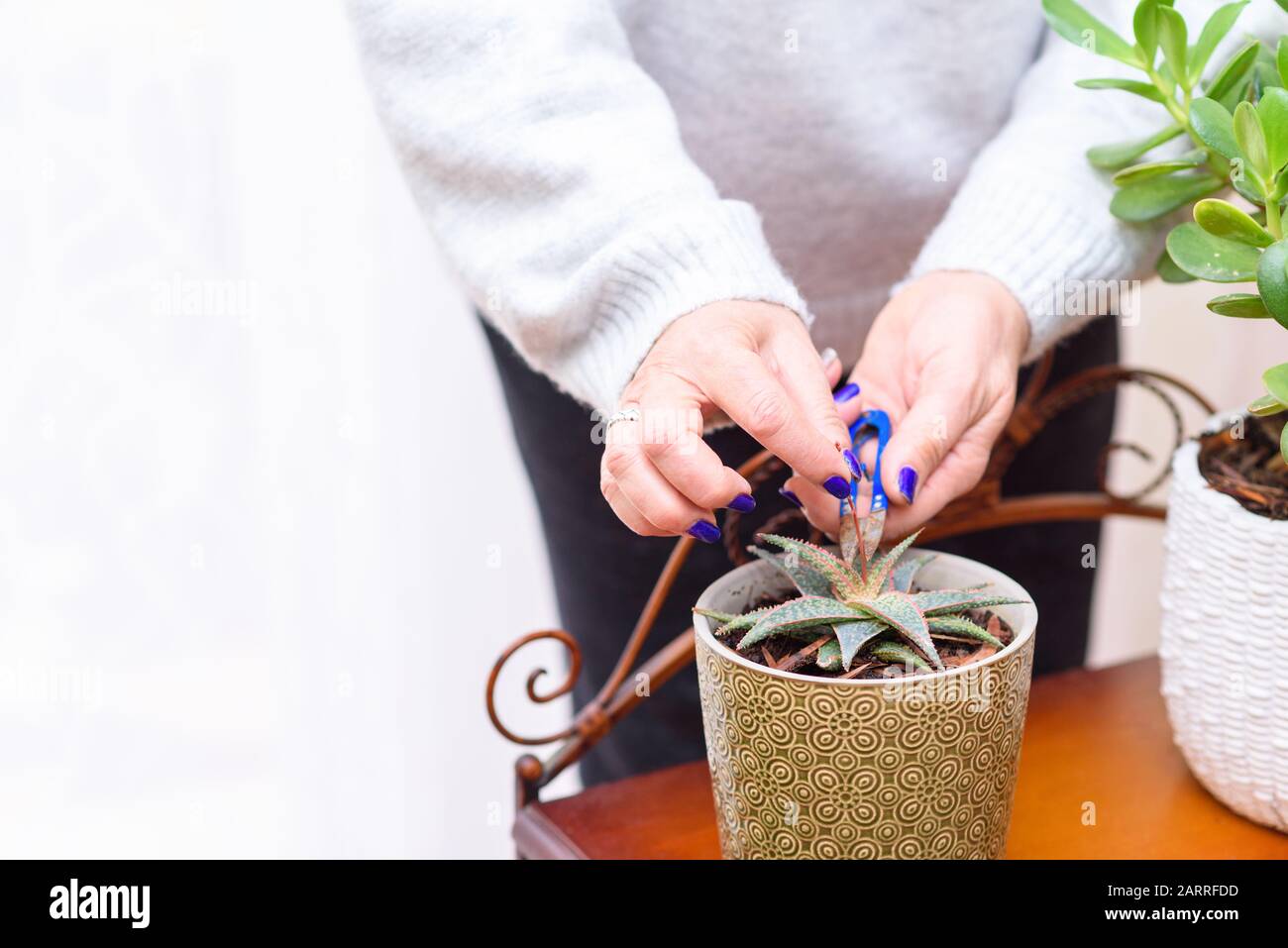 Gartenarbeit im Haus. Nahaufnahme der Hände eines Gärtners, der eine Anlage trimmt. Hausanlagen in Blumentöpfen im Gartenzimmer, innen. Stockfoto