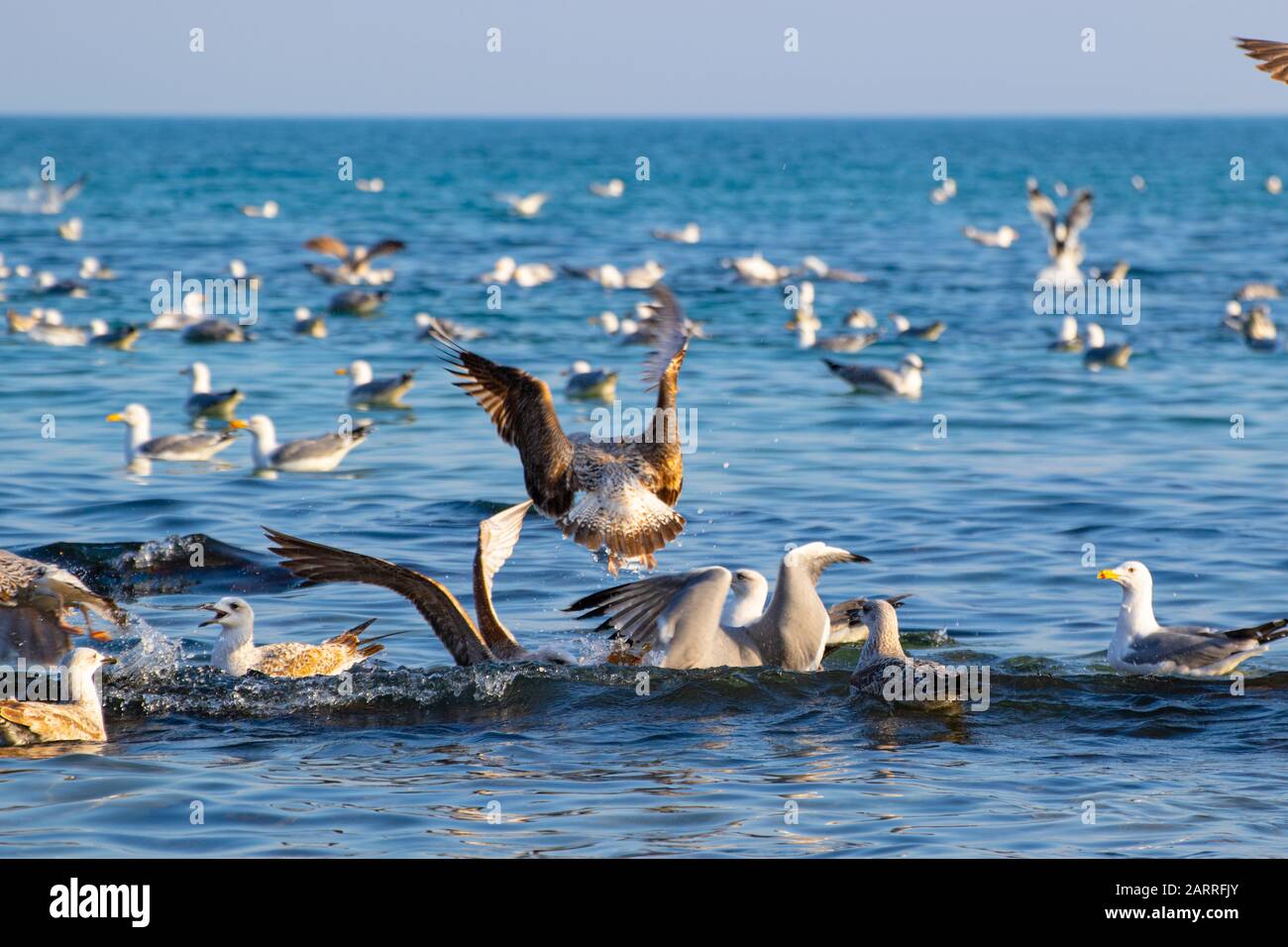 Eine Schar von Vogelschwänen, Silbermöwen - junge und Erwachsene Tiere treiben an einem schönen Wintertag vor der Küste am Varna Strand ein Getue und Hektik auf Stockfoto