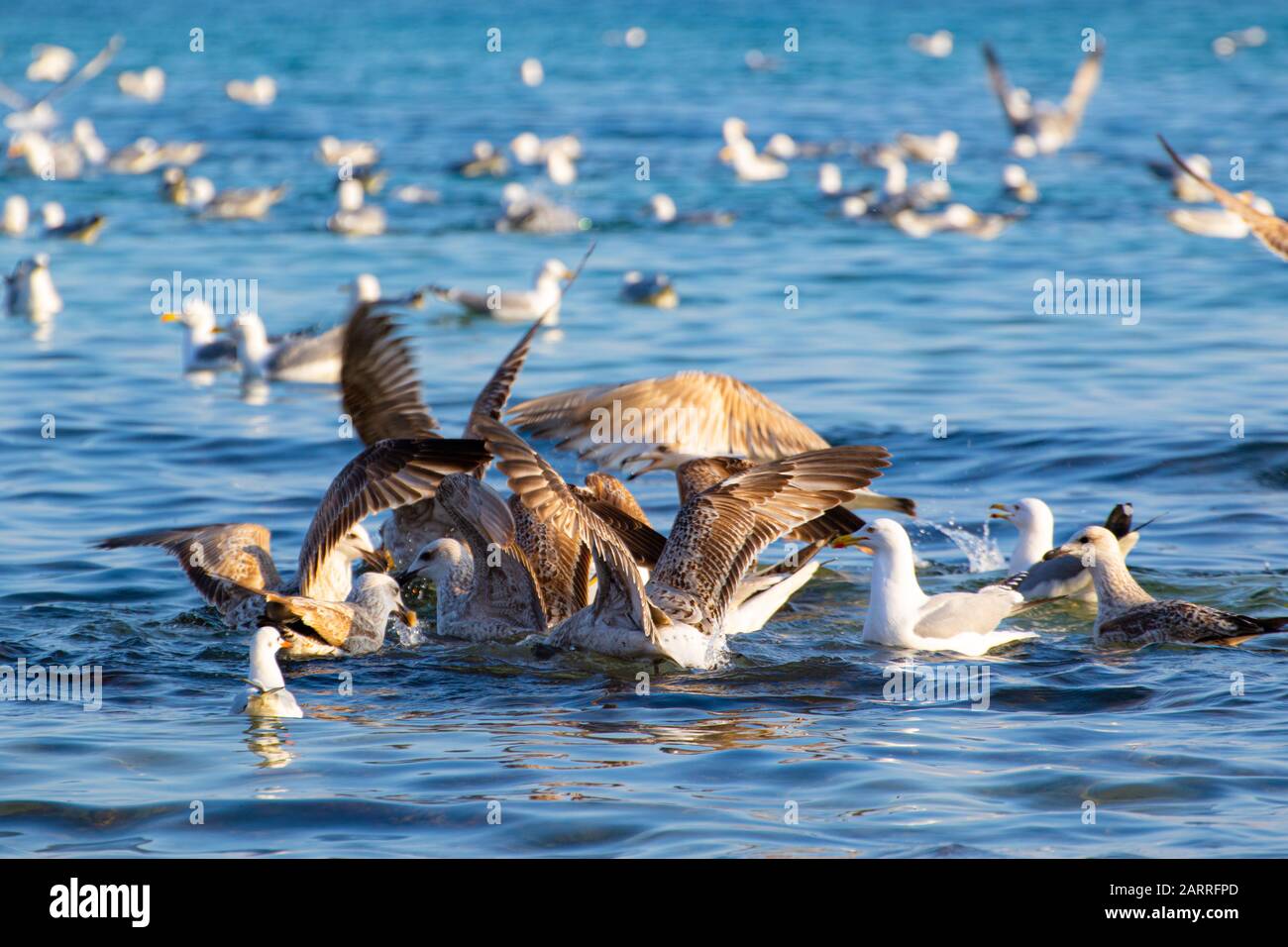 Eine Schar von Vogelschwänen, Silbermöwen - junge und Erwachsene Tiere treiben an einem schönen Wintertag vor der Küste am Varna Strand ein Getue und Hektik auf Stockfoto