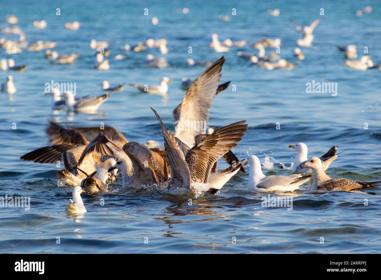 Eine Schar von Vogelschwänen, Silbermöwen - junge und Erwachsene Tiere treiben an einem schönen Wintertag vor der Küste am Varna Strand ein Getue und Hektik auf Stockfoto