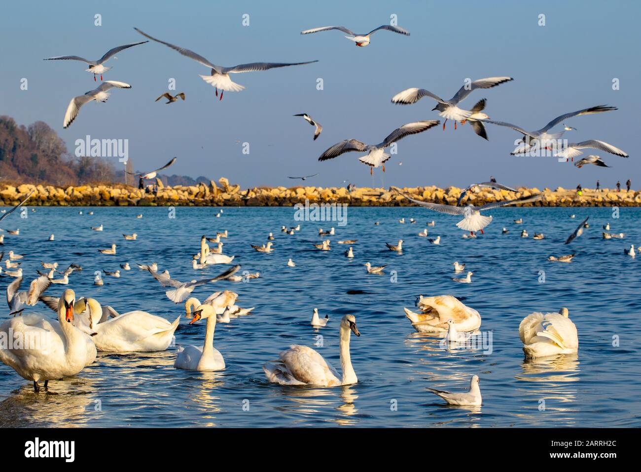 Eine Schar von Vogelschwänen, Silbermöwen - junge und Erwachsene Tiere treiben an einem schönen Wintertag vor der Küste am Varna Strand ein Getue und Hektik auf Stockfoto