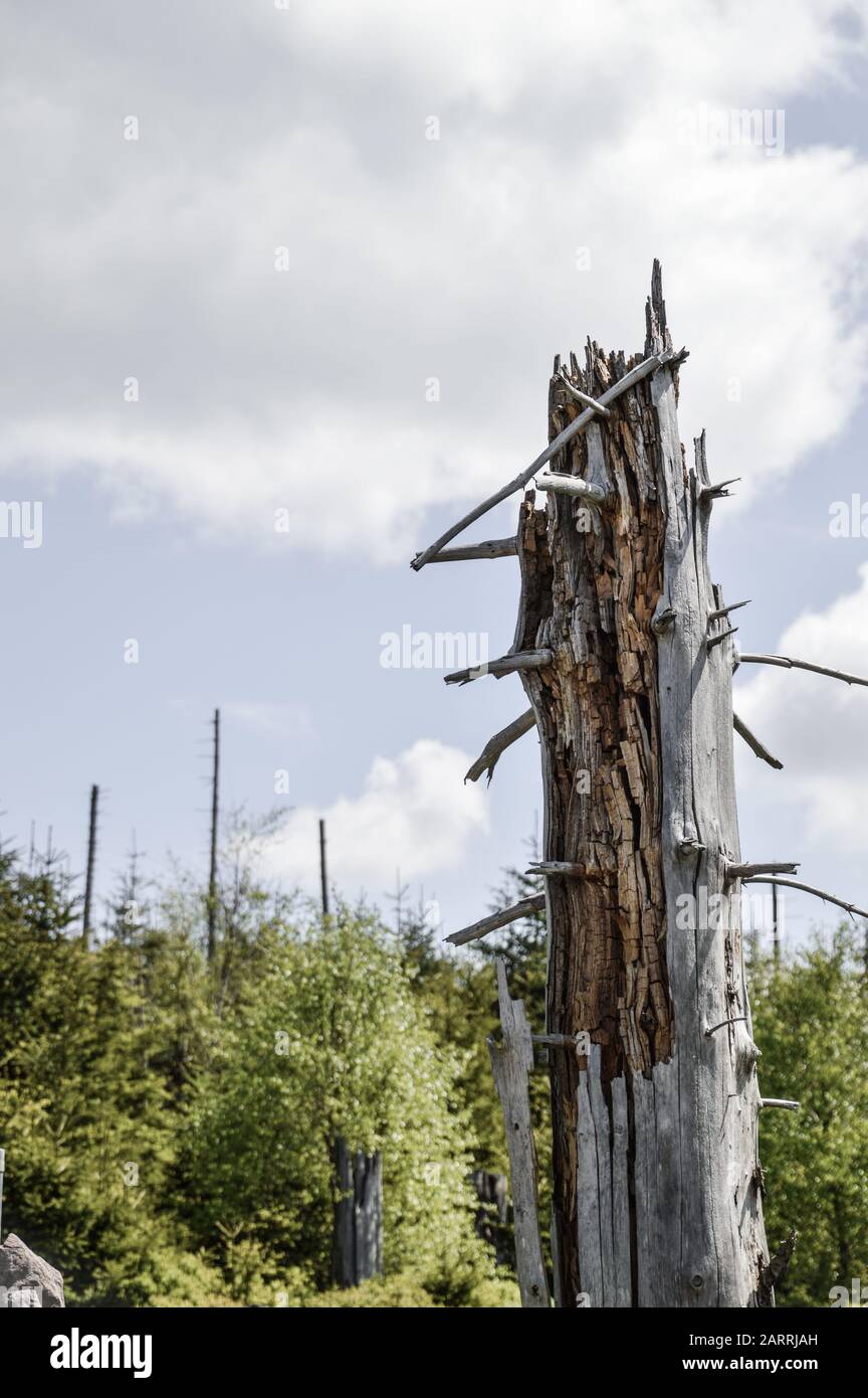 Toter zerbrochener Baum in einem Wald als Symbol für den Waldrückgang und den Klimawandel Stockfoto