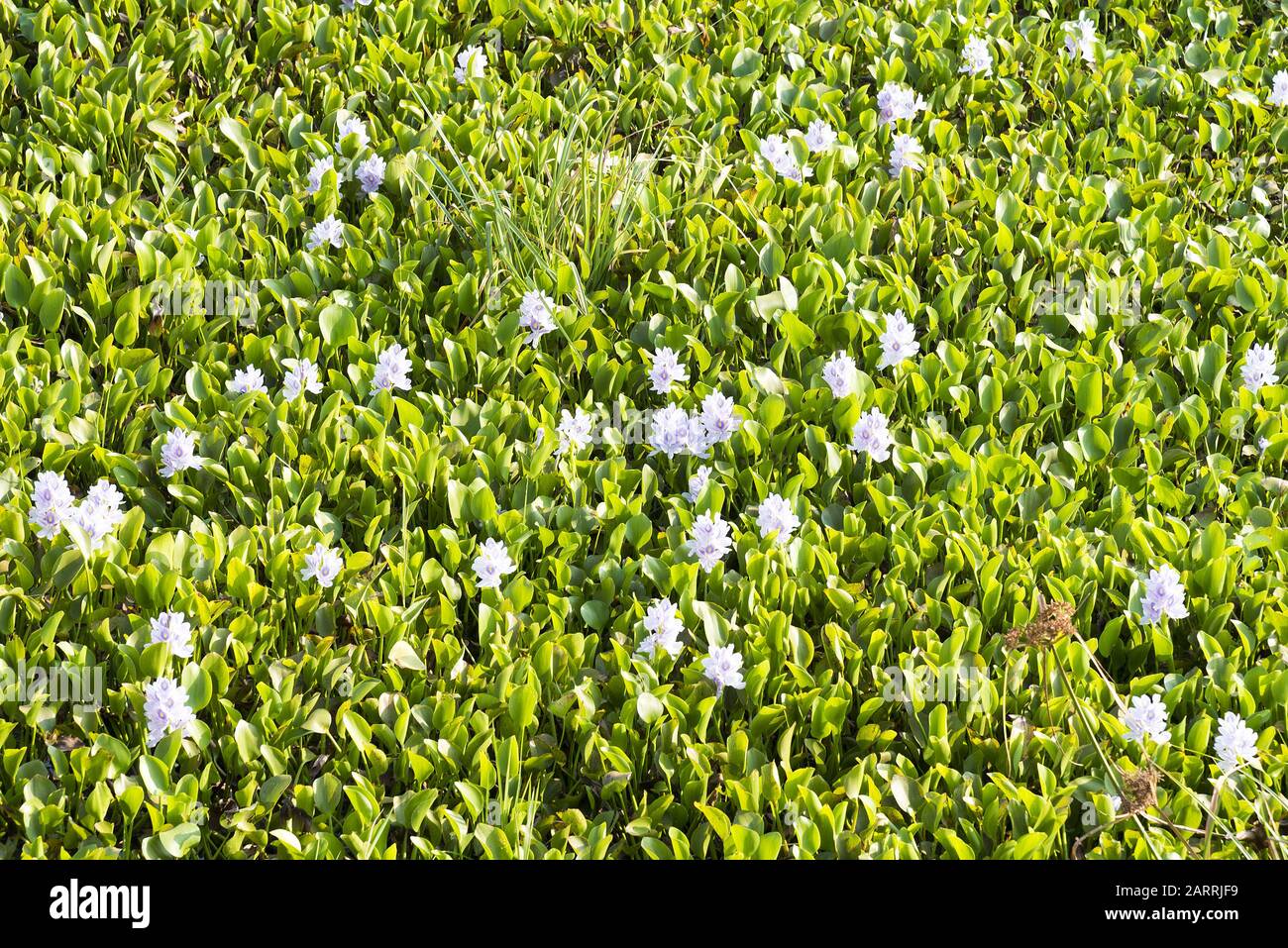 Wasserhyazinthe Pflanzen sich in Blume, die als Masse auf einer Seefläche schwimmt. Stockfoto