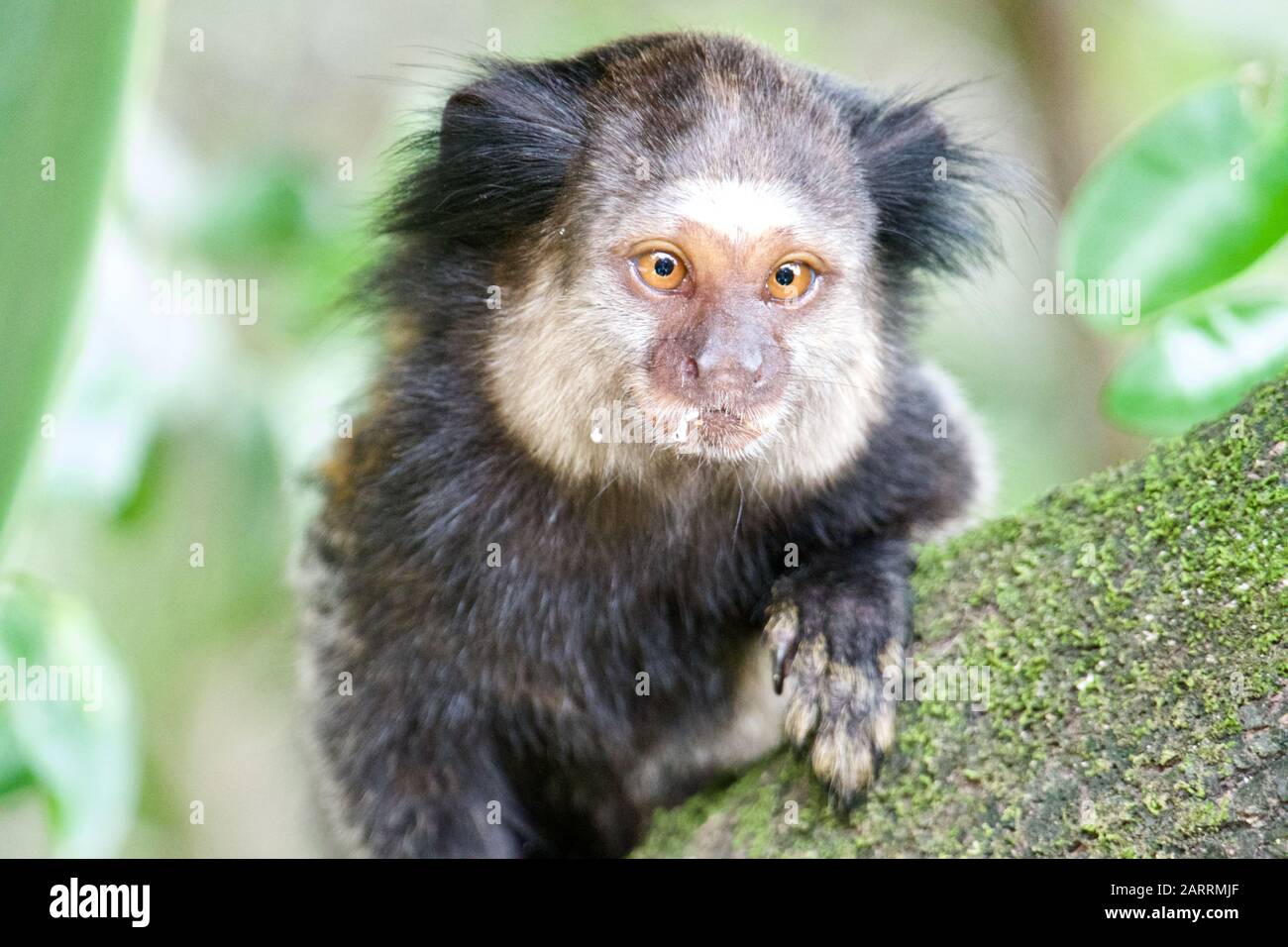 Nahaufnahme eines Schwarzgetüpften Marmosetts, Atlantischer Wald, Brasilien Stockfoto