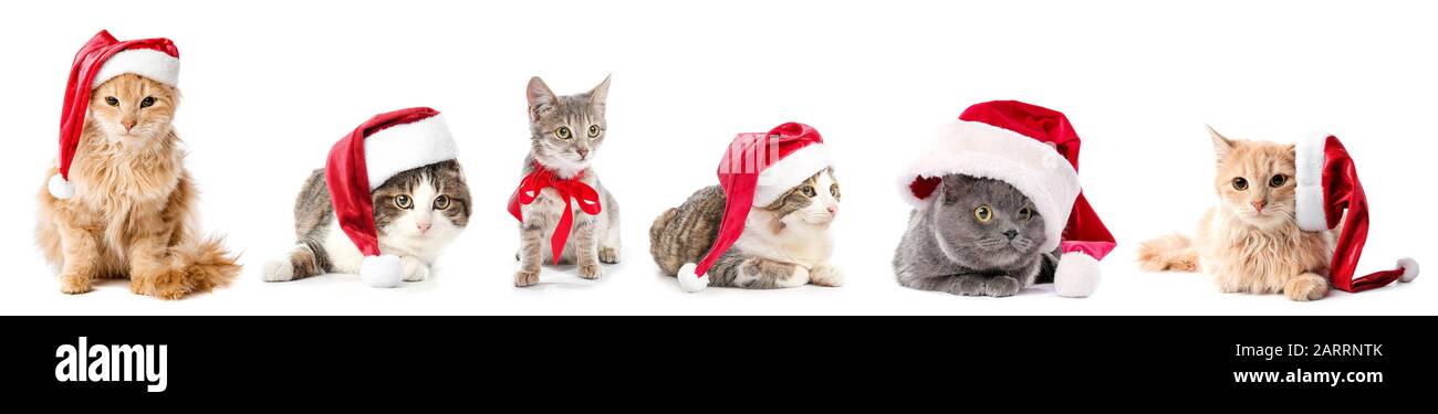 Katzen in Weihnachtsmann hüten auf weißem Hintergrund Stockfoto