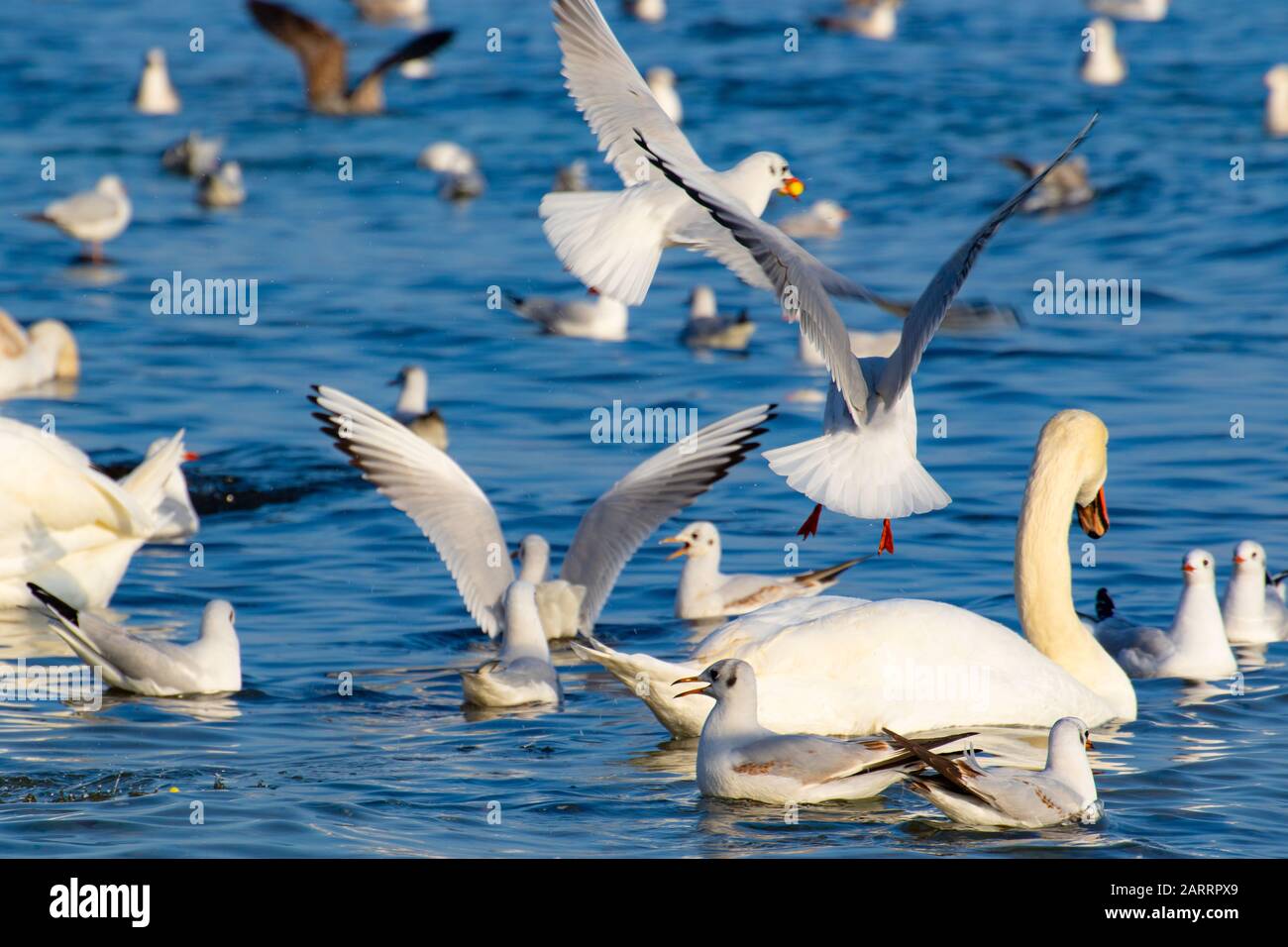 Eine Schar von Vogelschwänen, Silbermöwen - junge und Erwachsene Tiere treiben an einem schönen Wintertag vor der Küste am Varna Strand ein Getue und Hektik auf Stockfoto