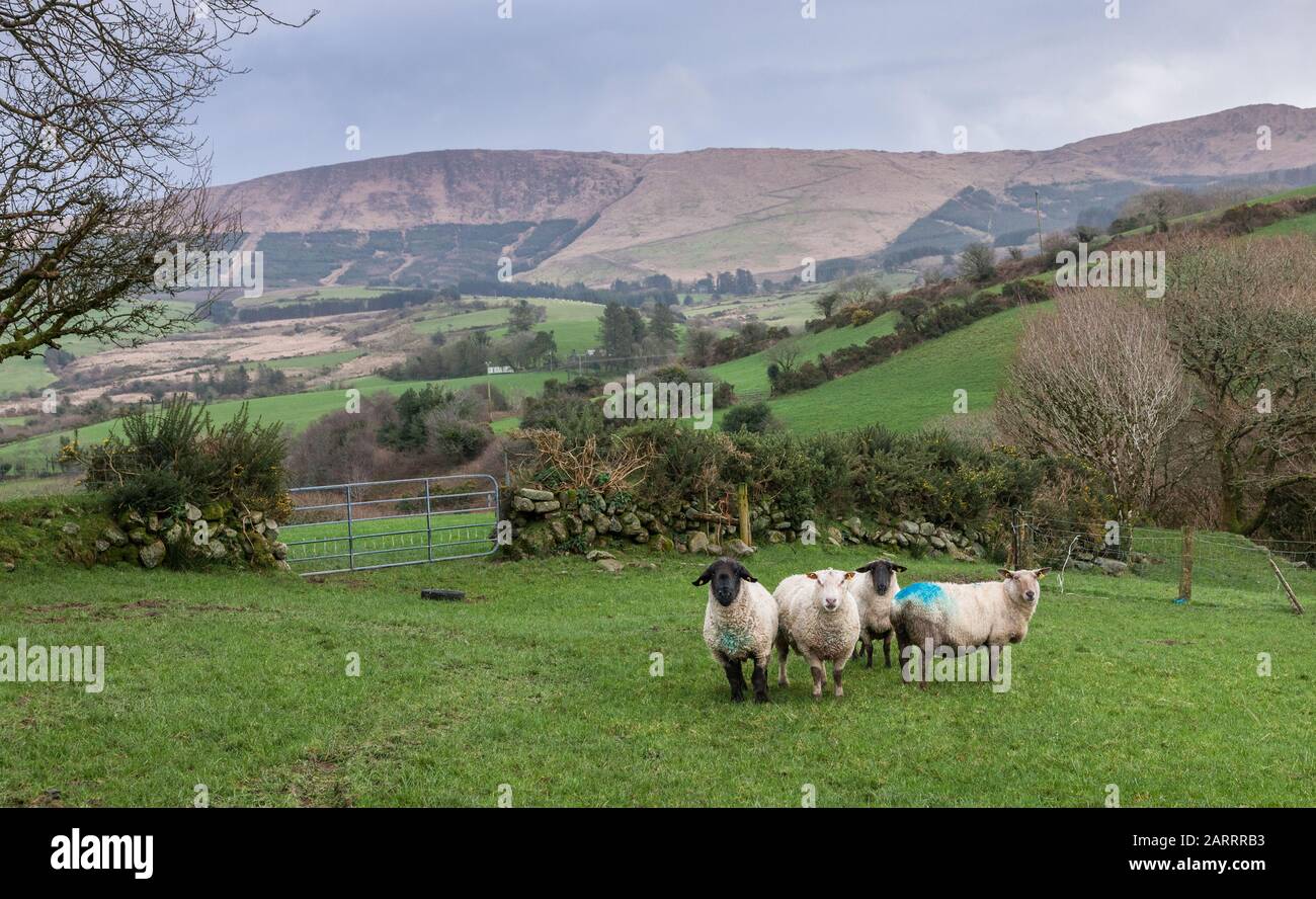Mealach Valley, Bantry, Cork, Irland. Januar 2020. Rindergrasen an Land im Mealach Valley, Bantry, Co. Cork, Irland. Kredit; David Cree Stockfoto
