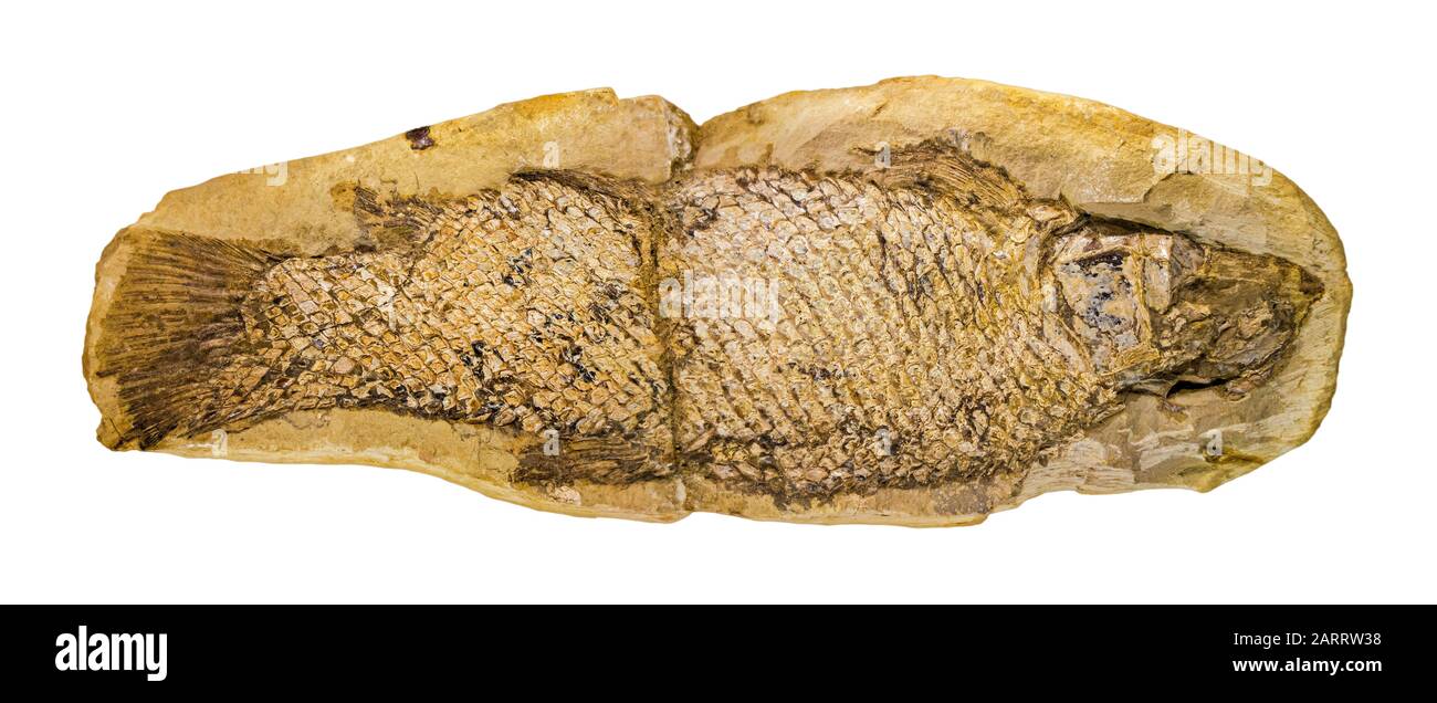 Versteinerter Fisch Notelops brama vor weißem Hintergrund Stockfoto